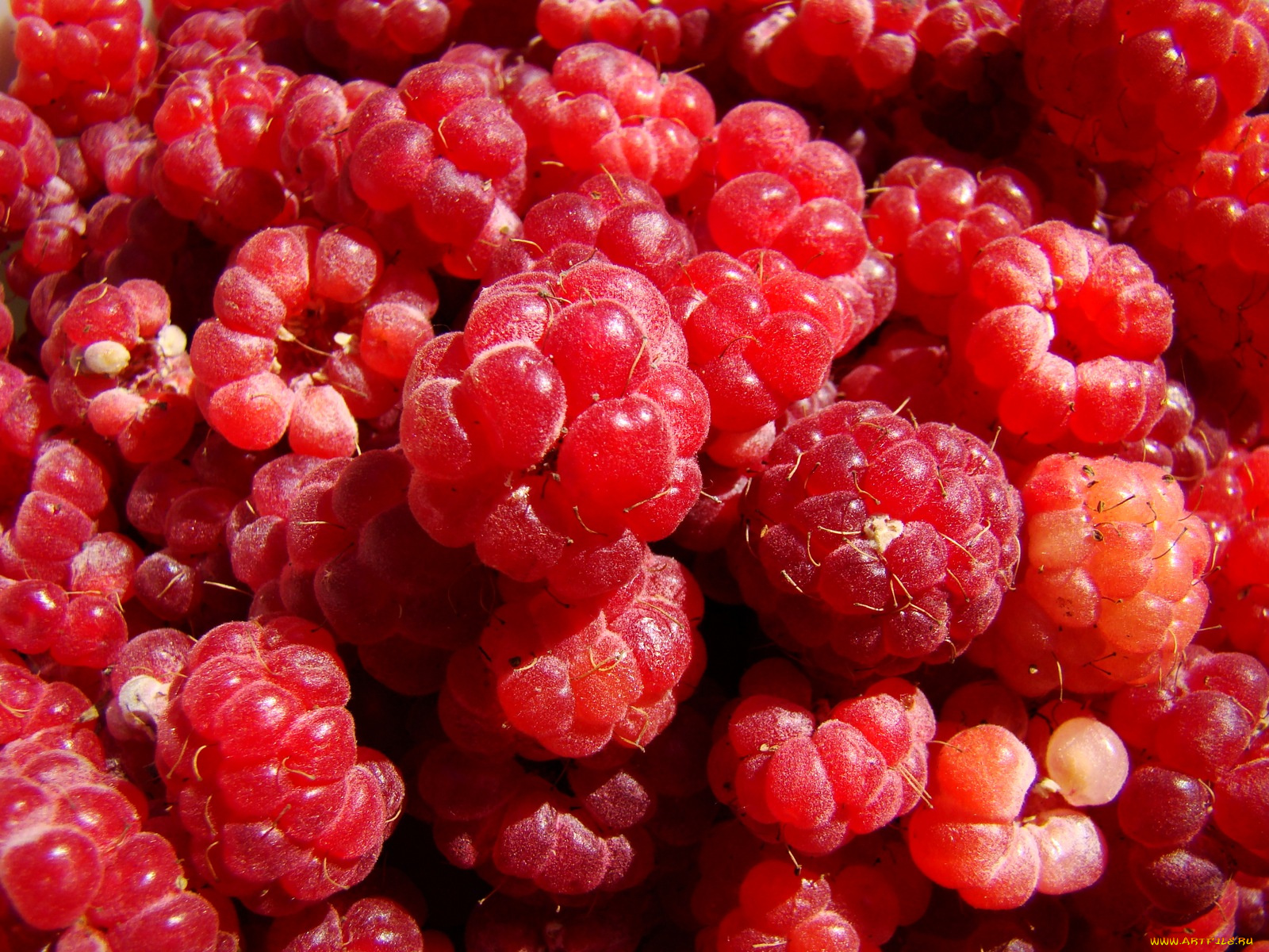 малинки, еда, малина