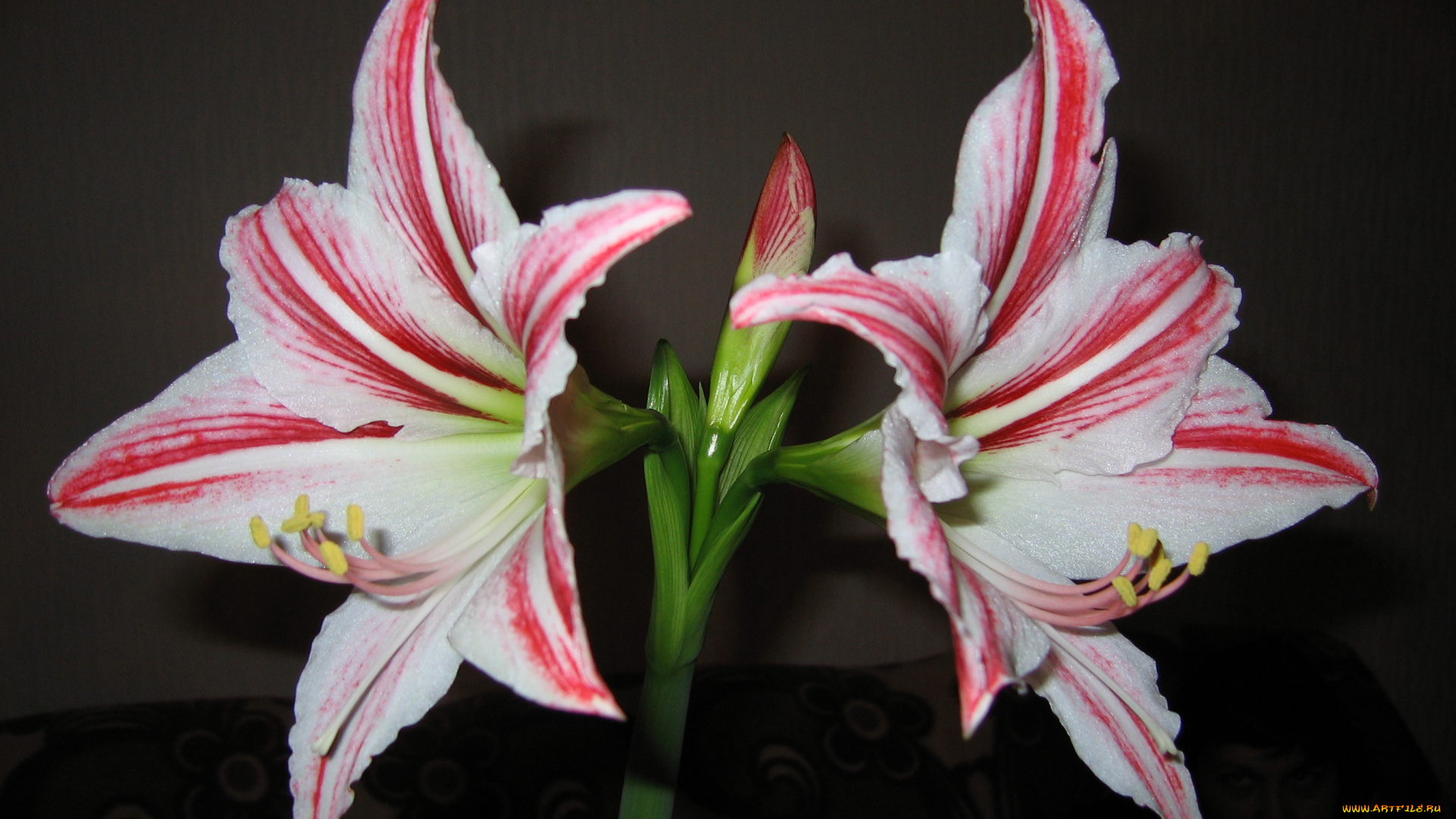 цветы, амариллисы, гиппеаструмы
