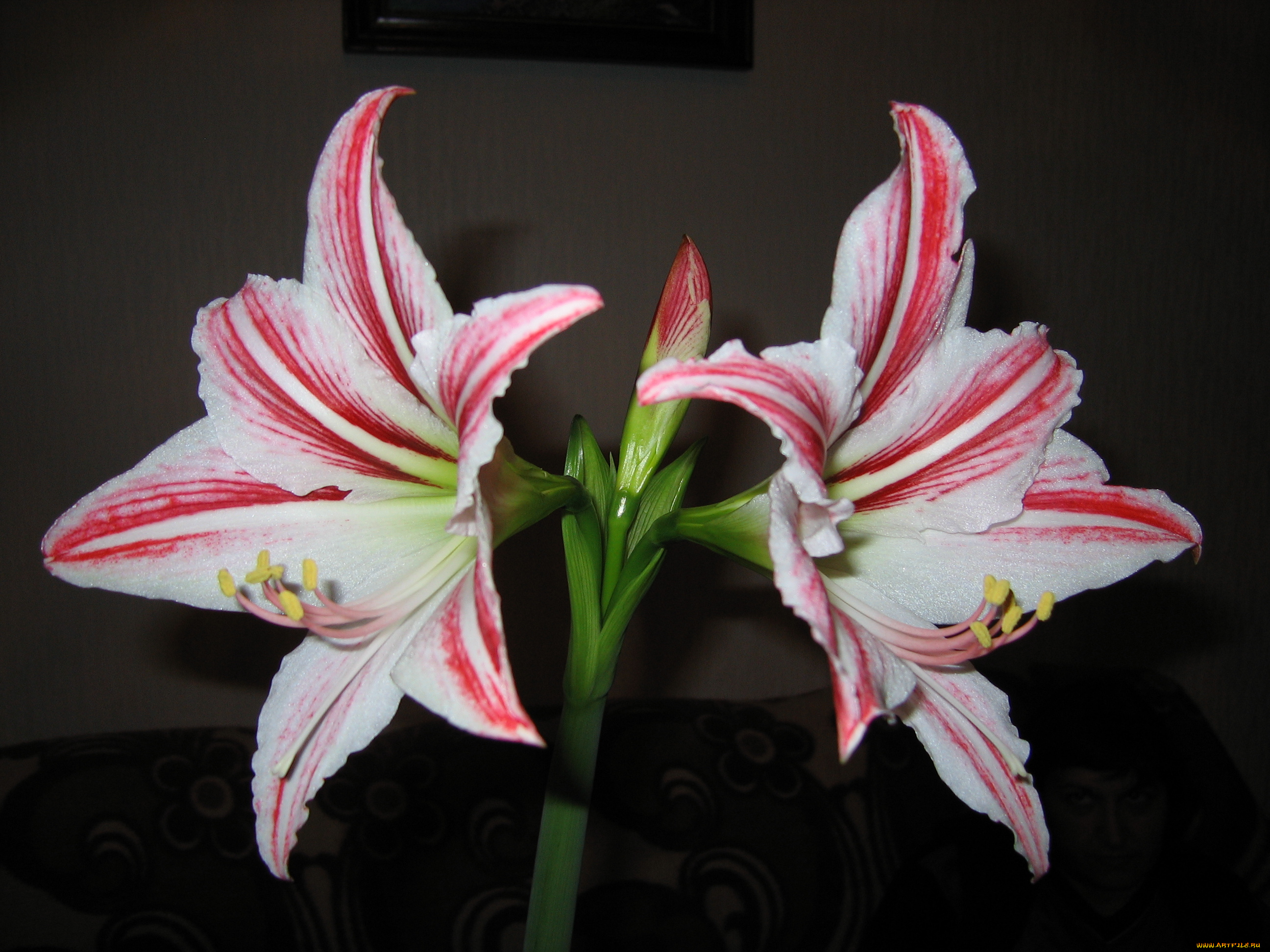 цветы, амариллисы, гиппеаструмы