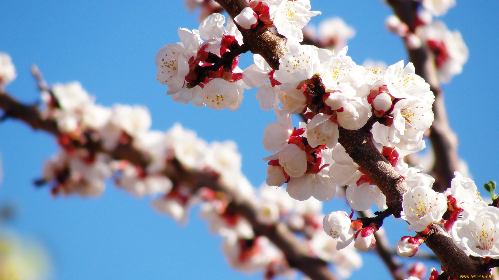 цветы, цветущие, деревья, кустарники