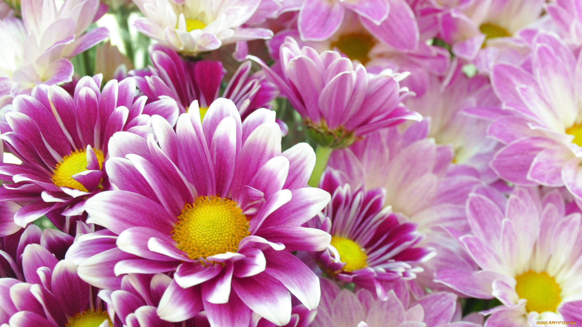 цветы, хризантемы