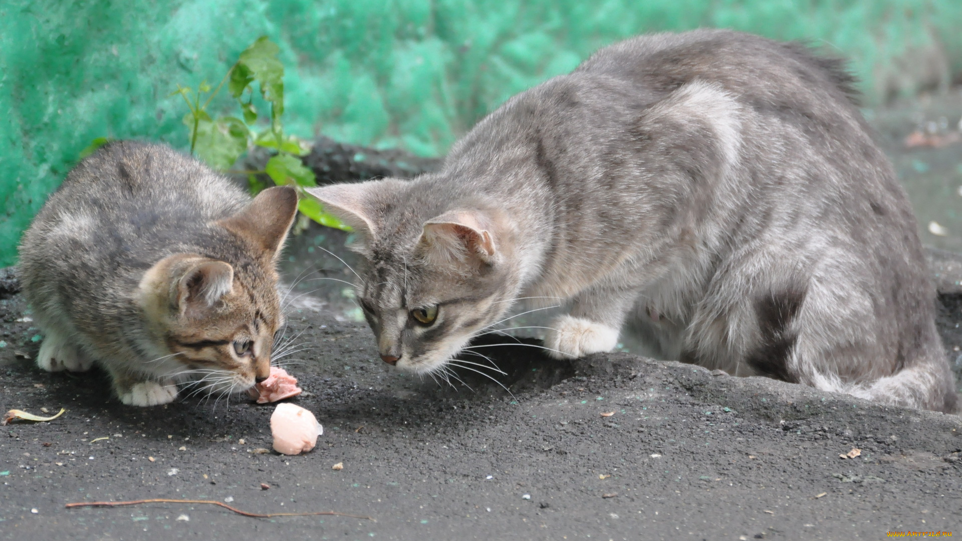 животные, коты