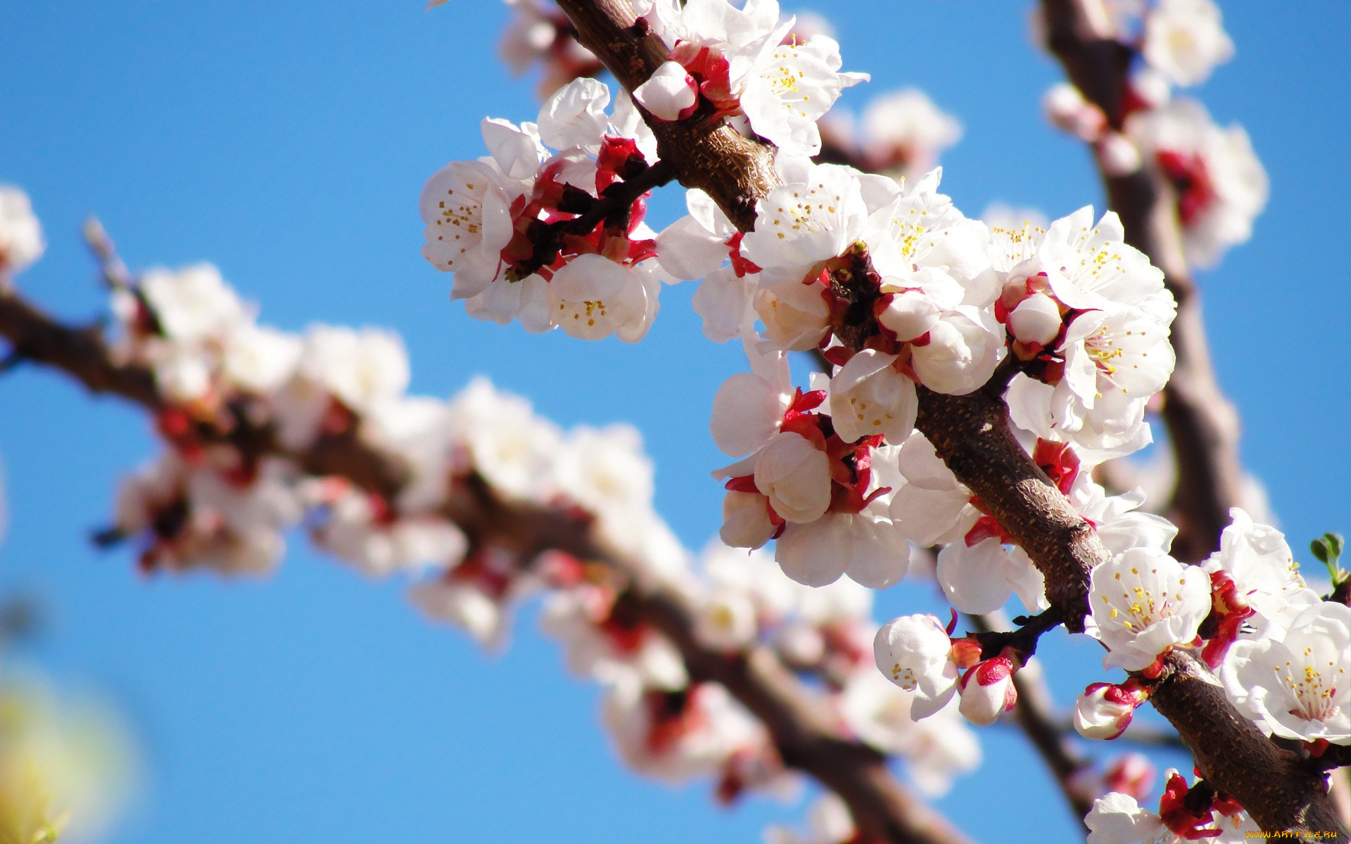 цветы, цветущие, деревья, кустарники