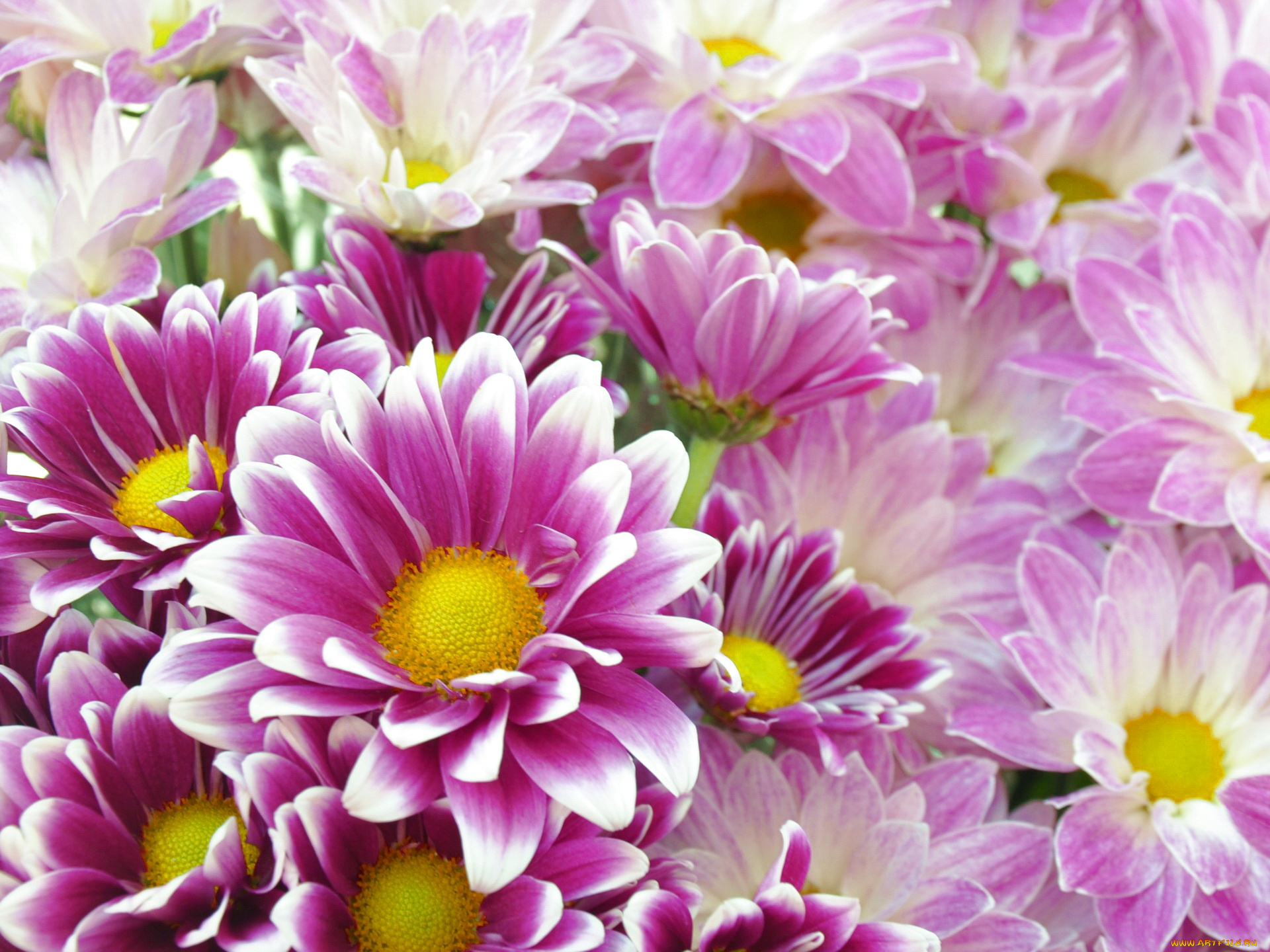 цветы, хризантемы