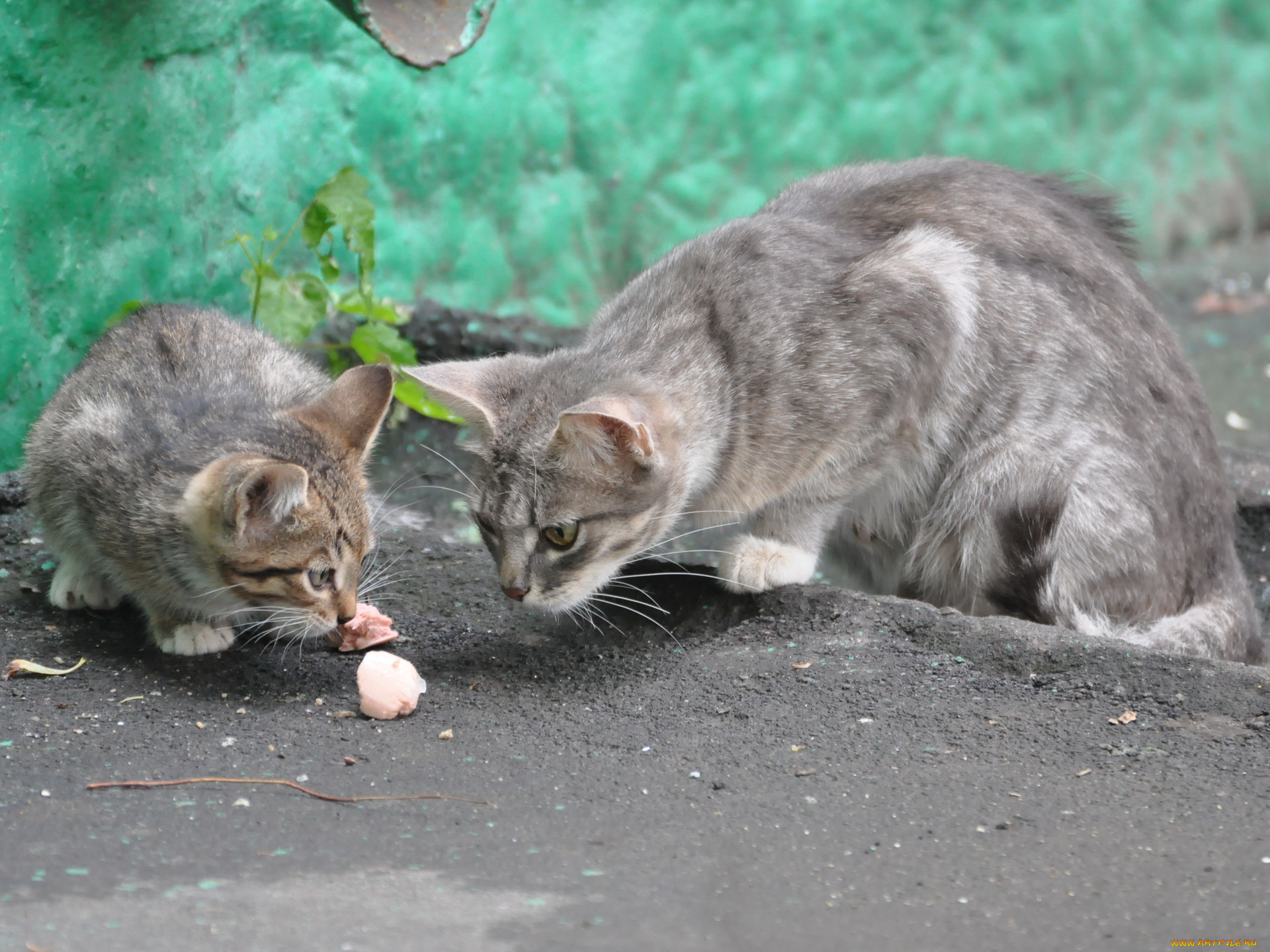животные, коты