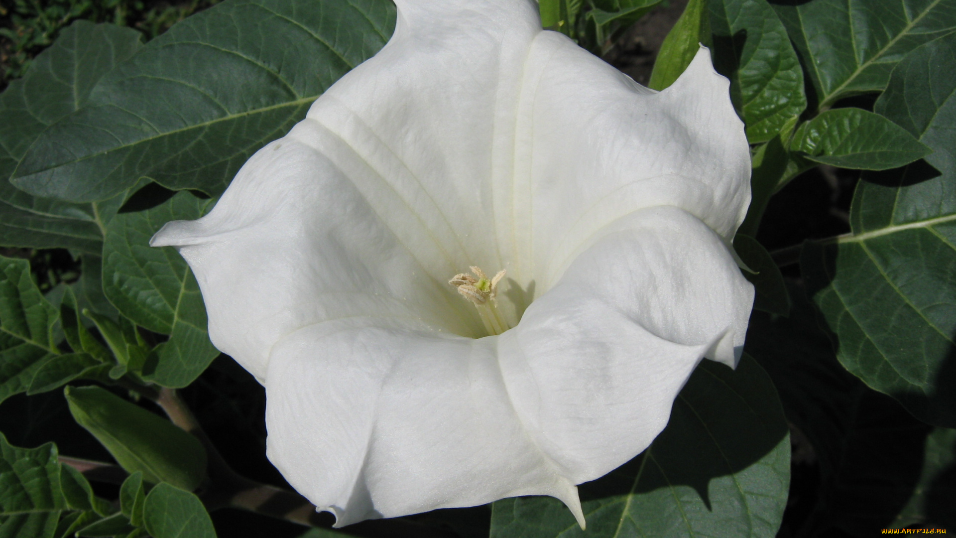 цветы, бругмансия, дурман, трубы, ангела