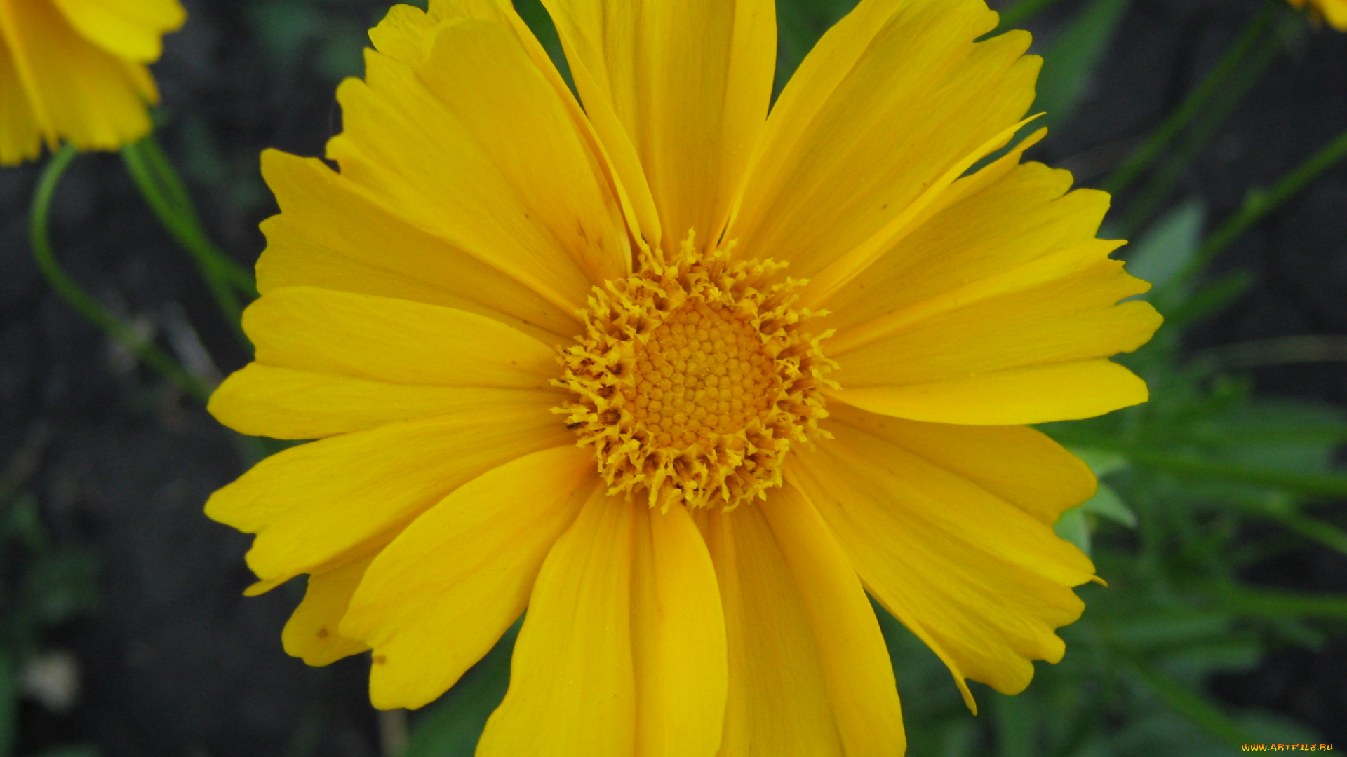 цветы, космея