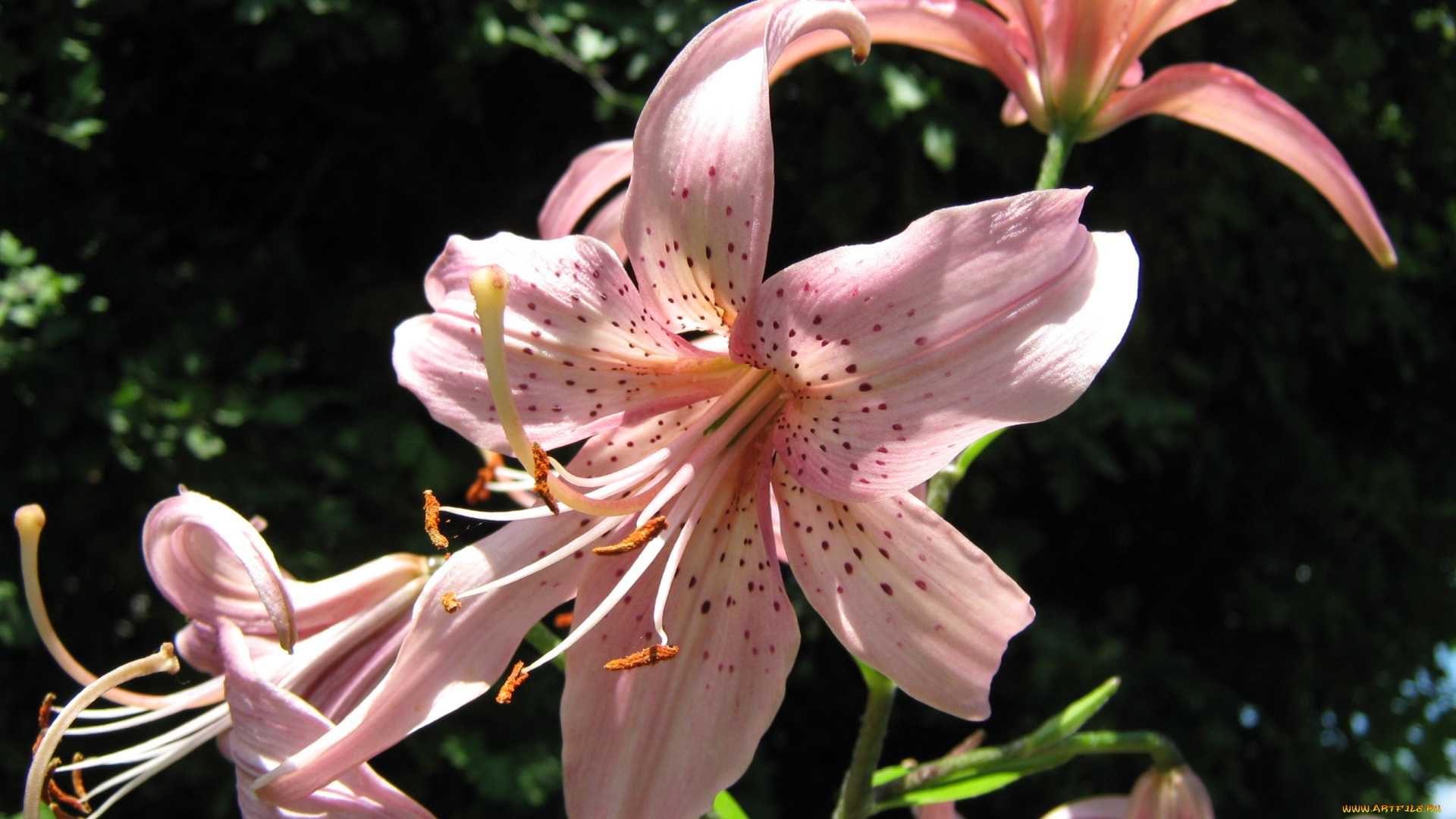 цветы, лилии, лилейники