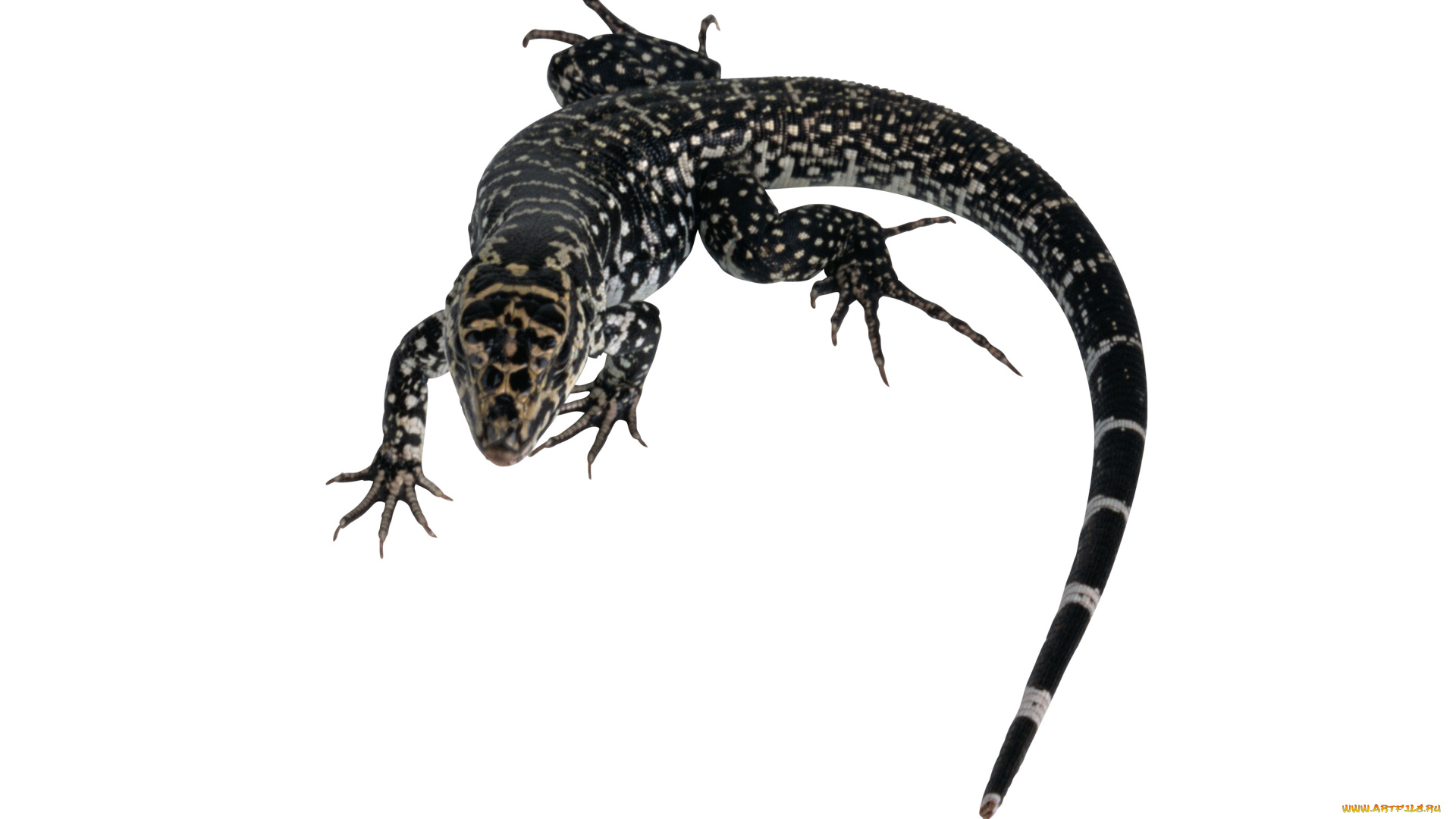 животные, Ящерицы, игуаны, вараны