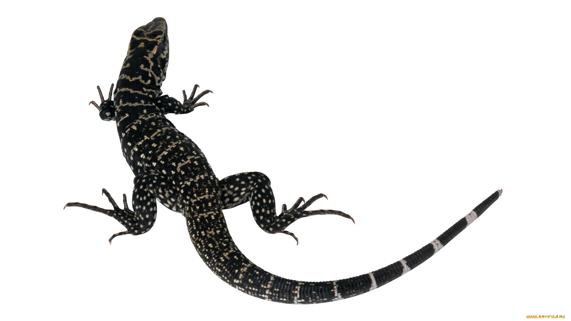 животные, Ящерицы, игуаны, вараны