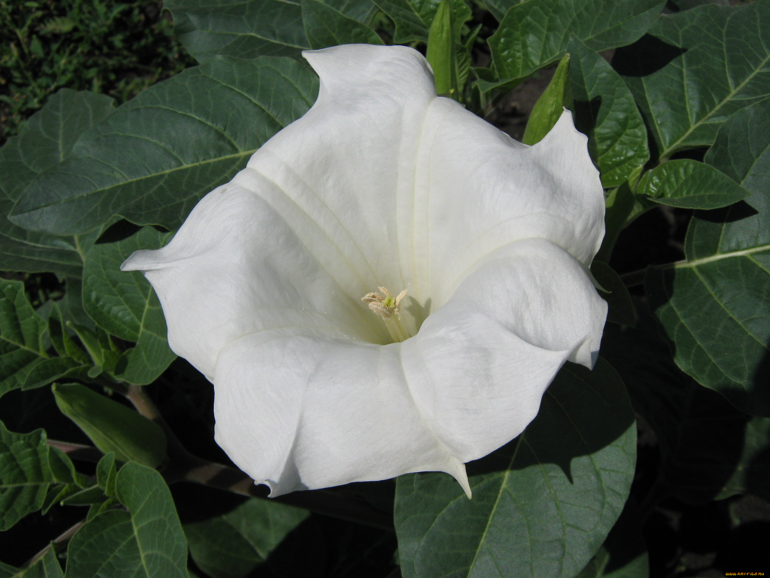 цветы, бругмансия, дурман, трубы, ангела