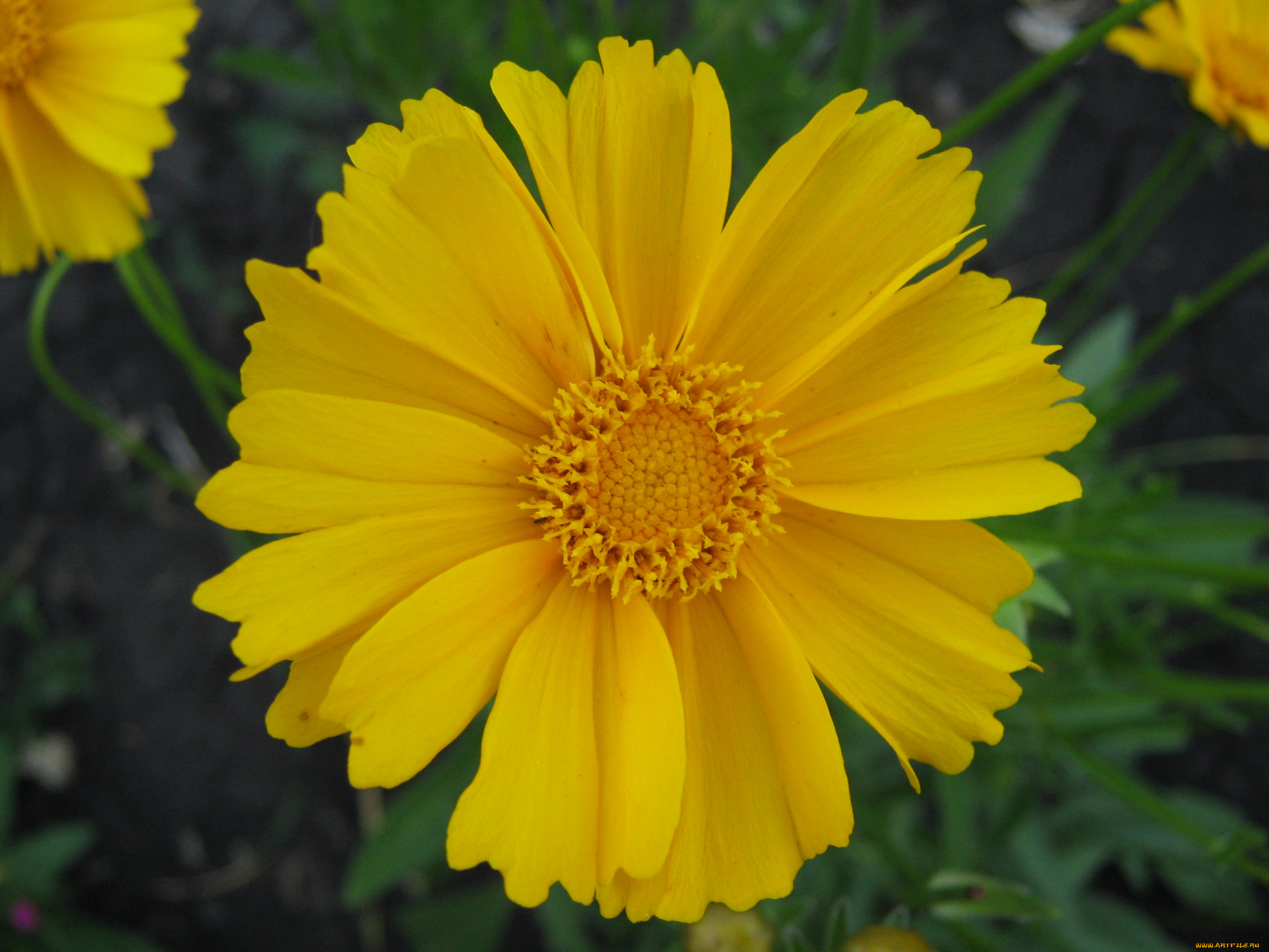 цветы, космея