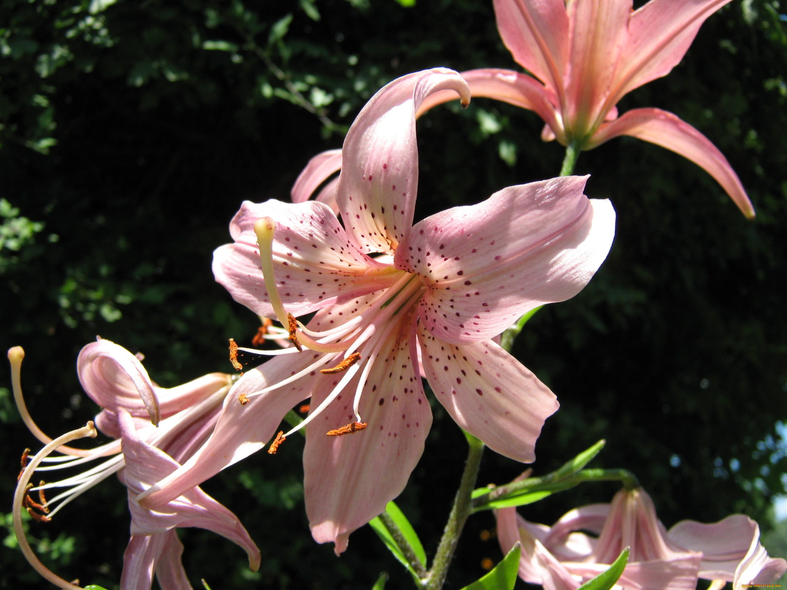 цветы, лилии, лилейники