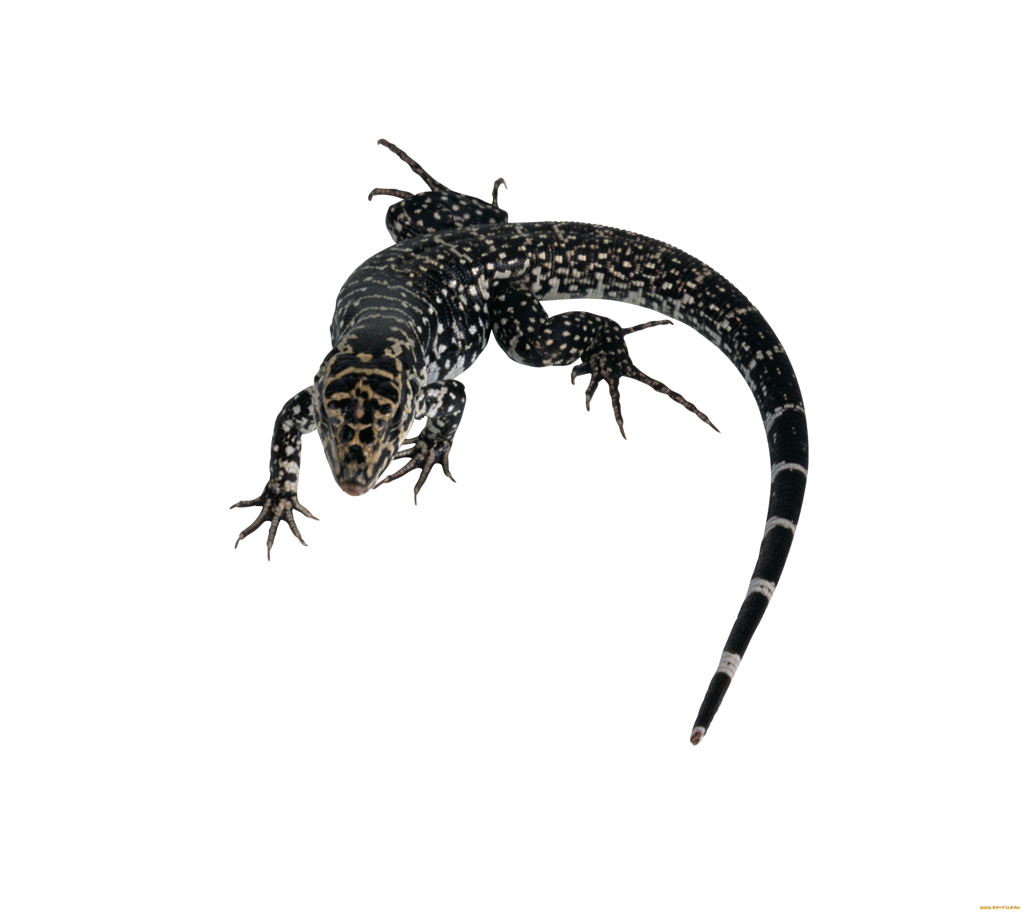 животные, Ящерицы, игуаны, вараны