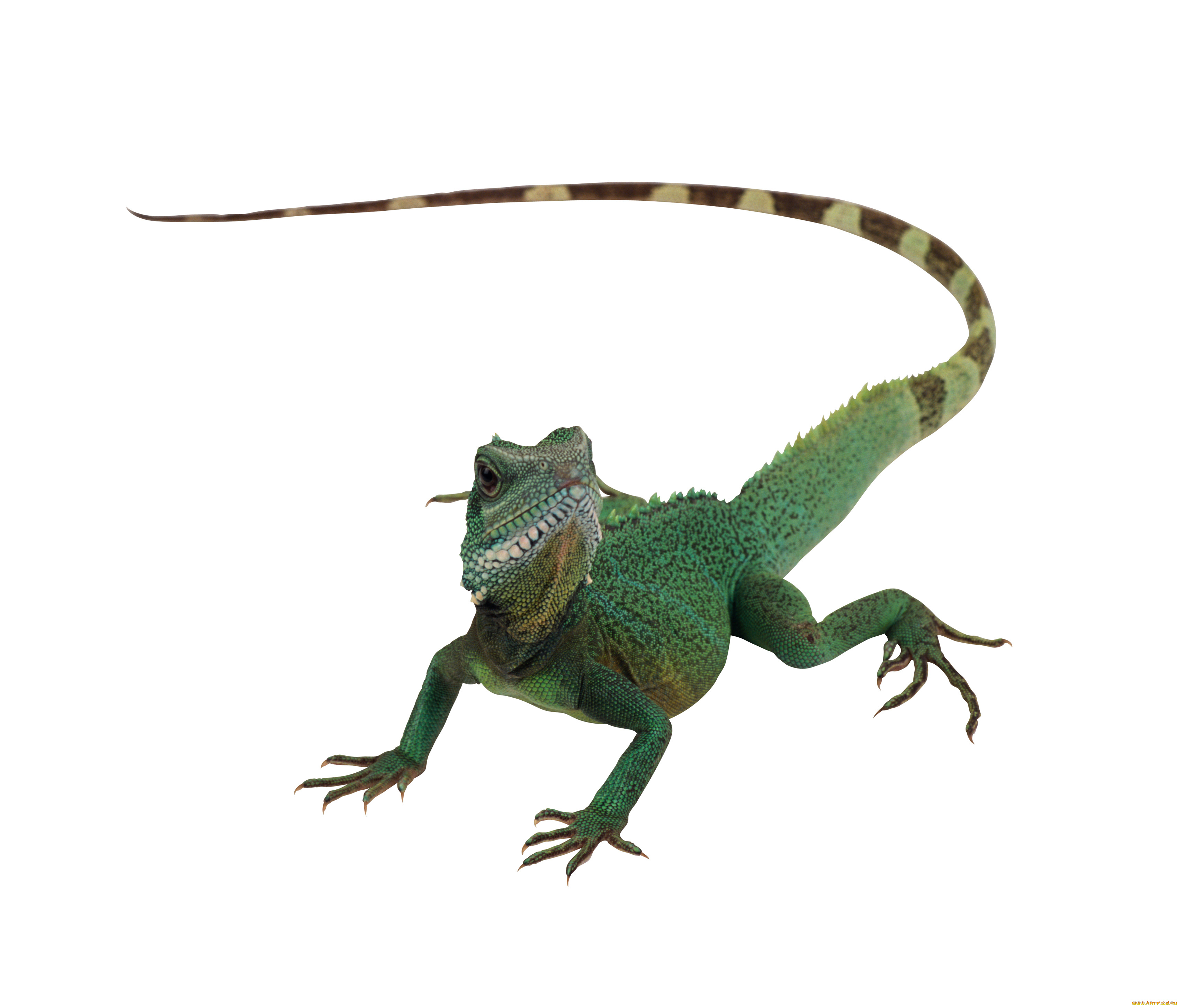 животные, Ящерицы, игуаны, вараны