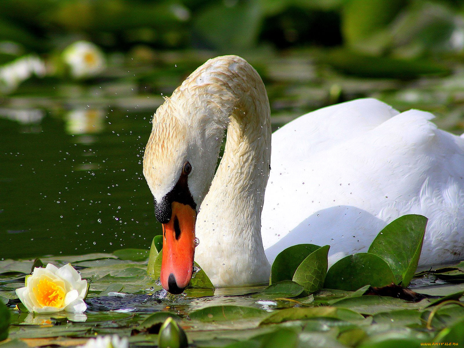 животные, лебеди, шипун, брызги, кувшинка, вода