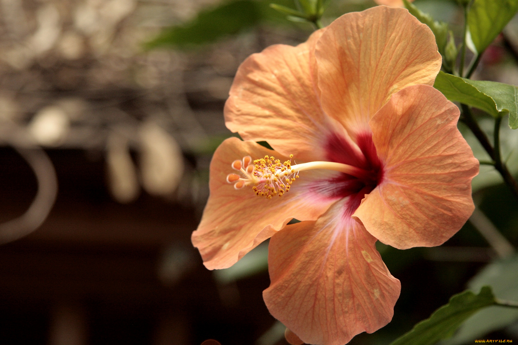 цветы, гибискусы, оранжевый