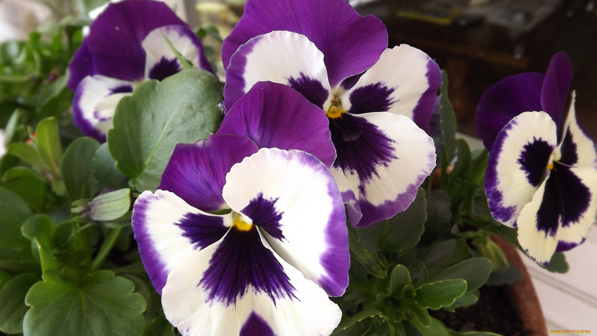 автор, danaka, цветы, анютины, глазки, садовые, фиалки, сиреневый, белый