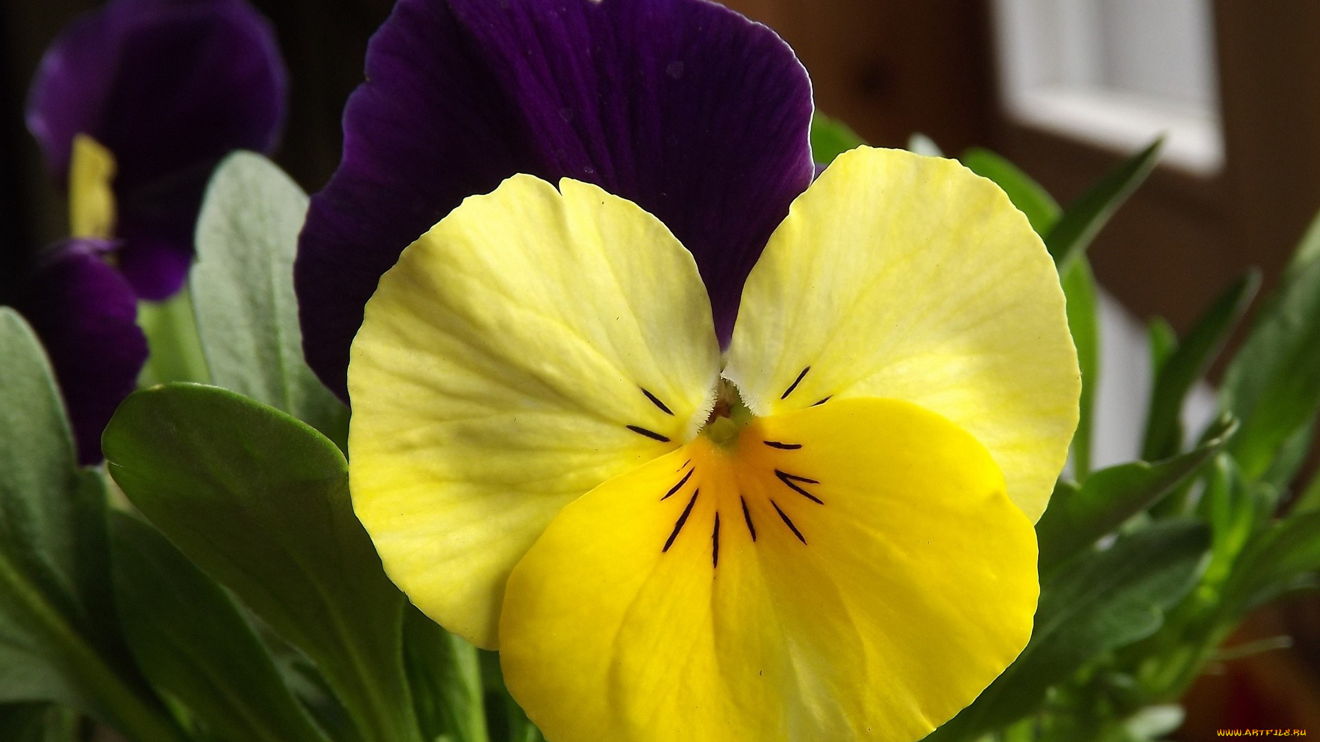 автор, danaka, цветы, анютины, глазки, садовые, фиалки, макро