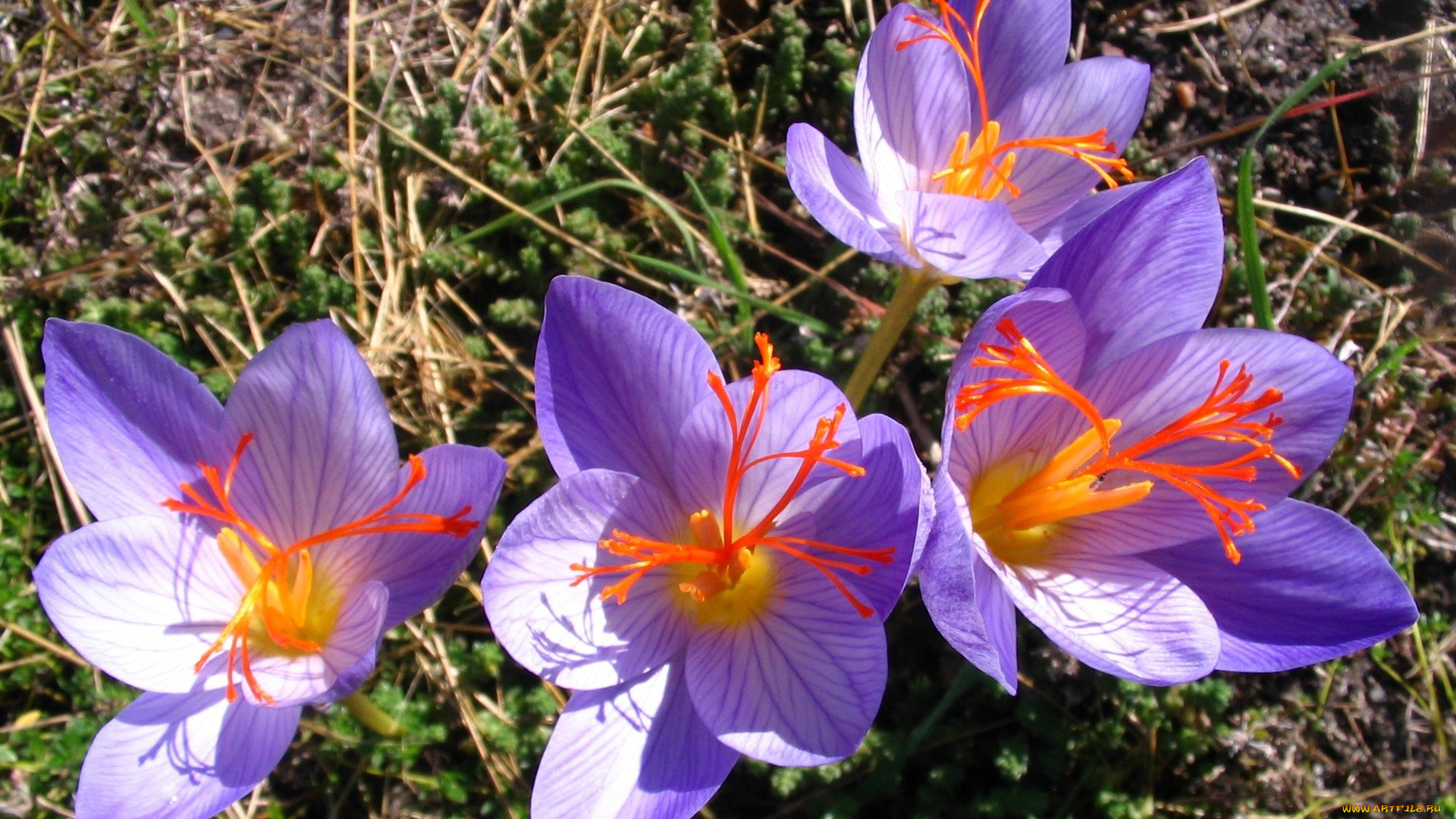 цветы, крокусы, лепестки