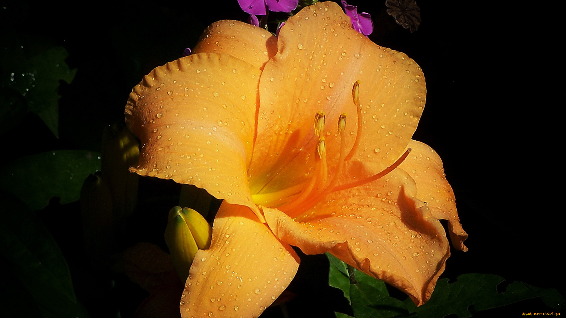 цветы, лилии, лилейники, лилия