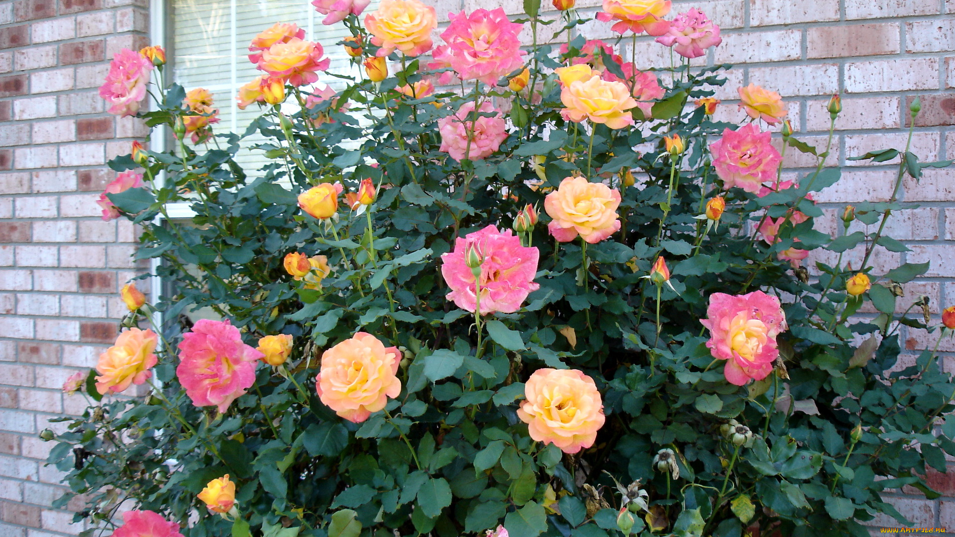 цветы, розы