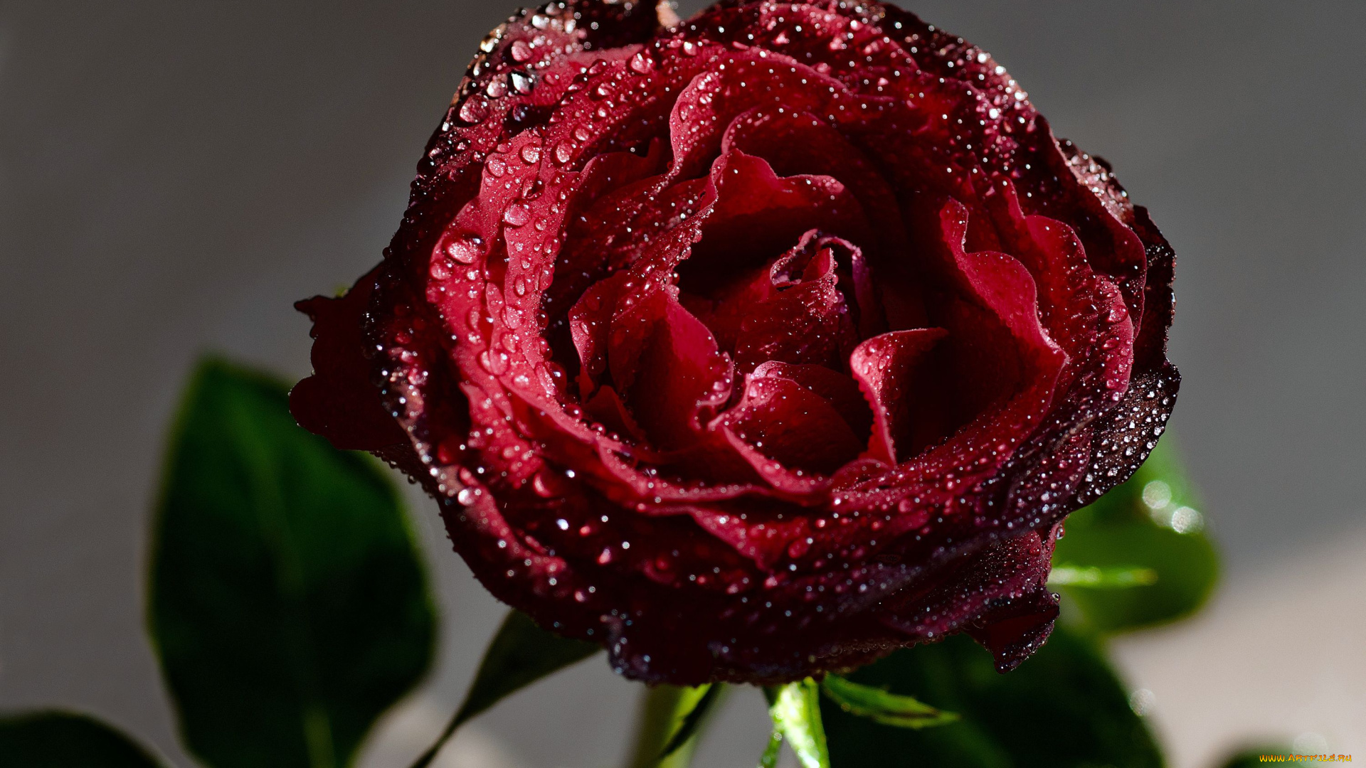 цветы, розы, капли, бордовый