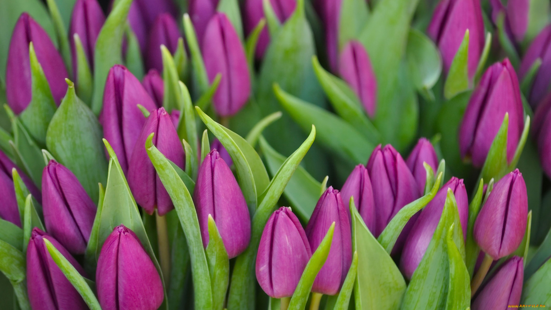 цветы, тюльпаны, бутоны