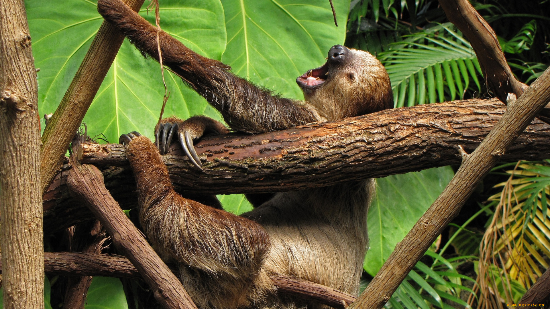 животные, ленивцы, ветки, лапы