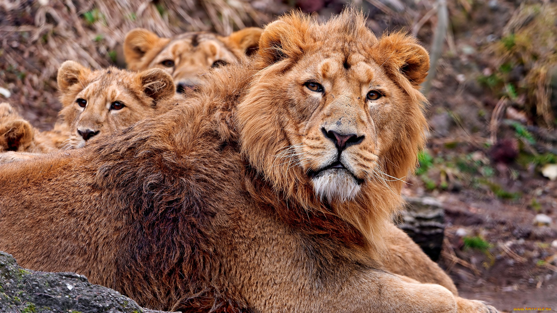 животные, львы, семья, львята