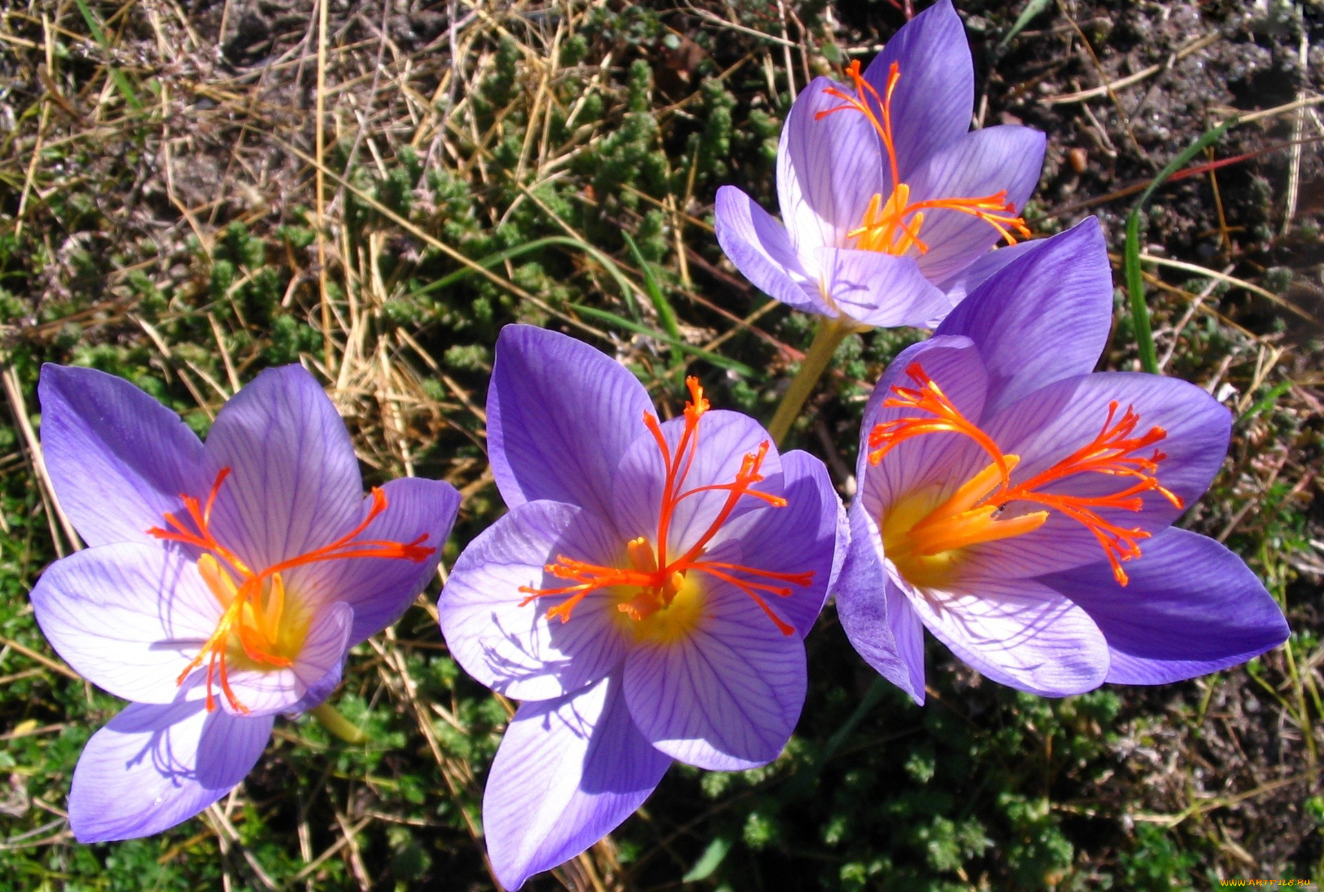 цветы, крокусы, лепестки