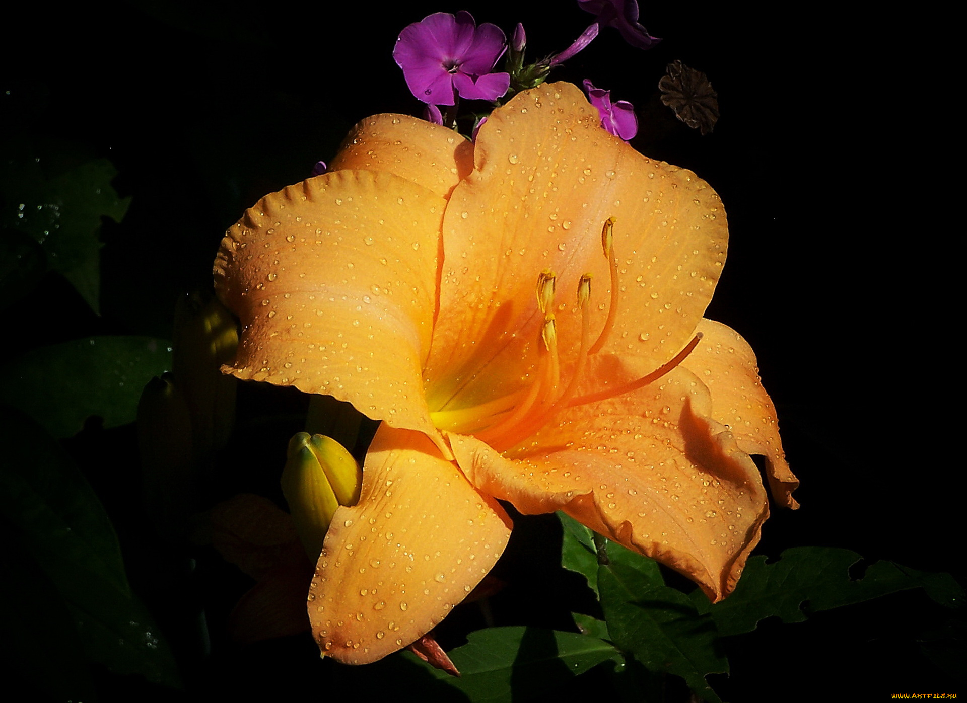 цветы, лилии, лилейники, лилия