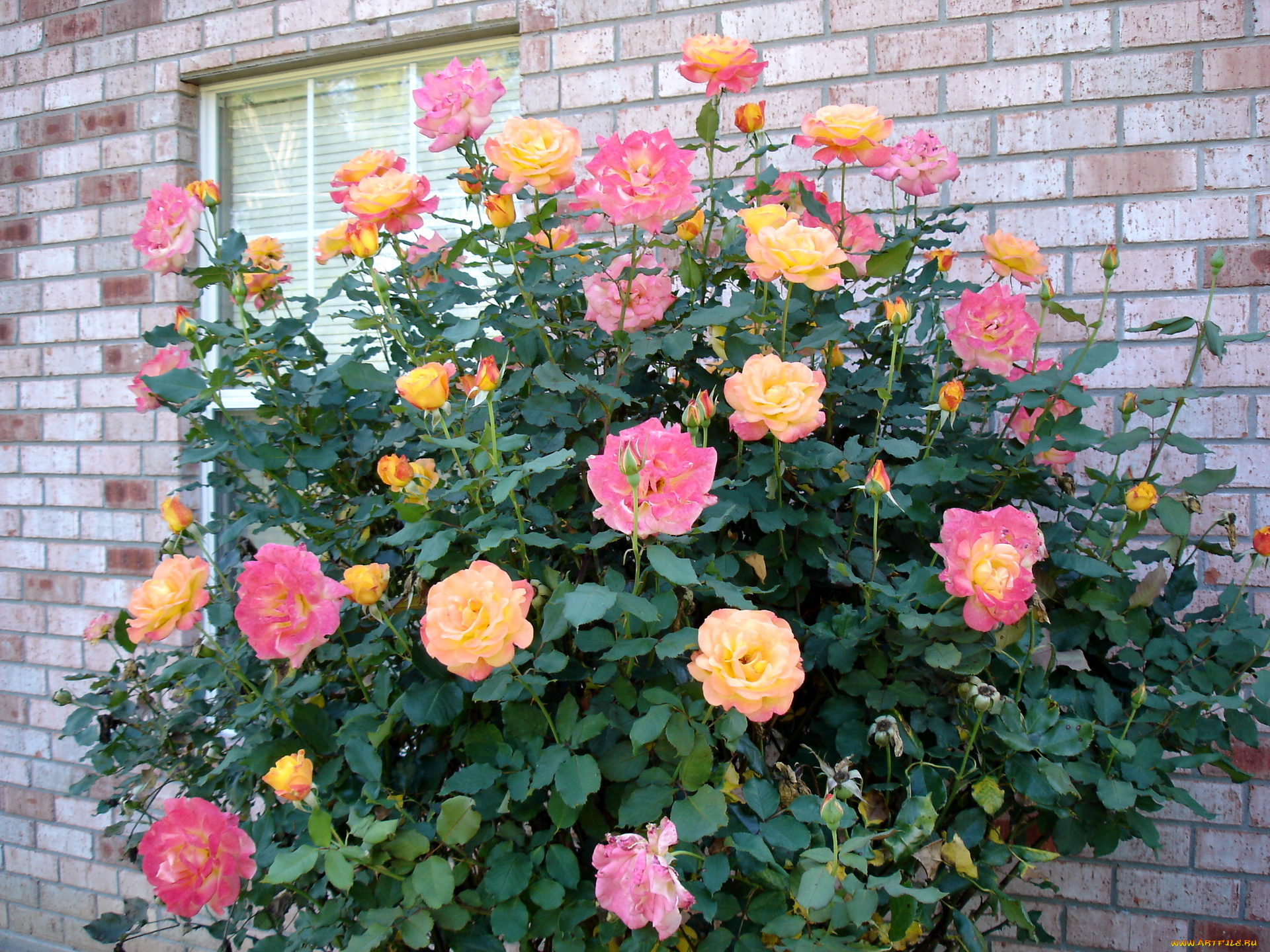 цветы, розы