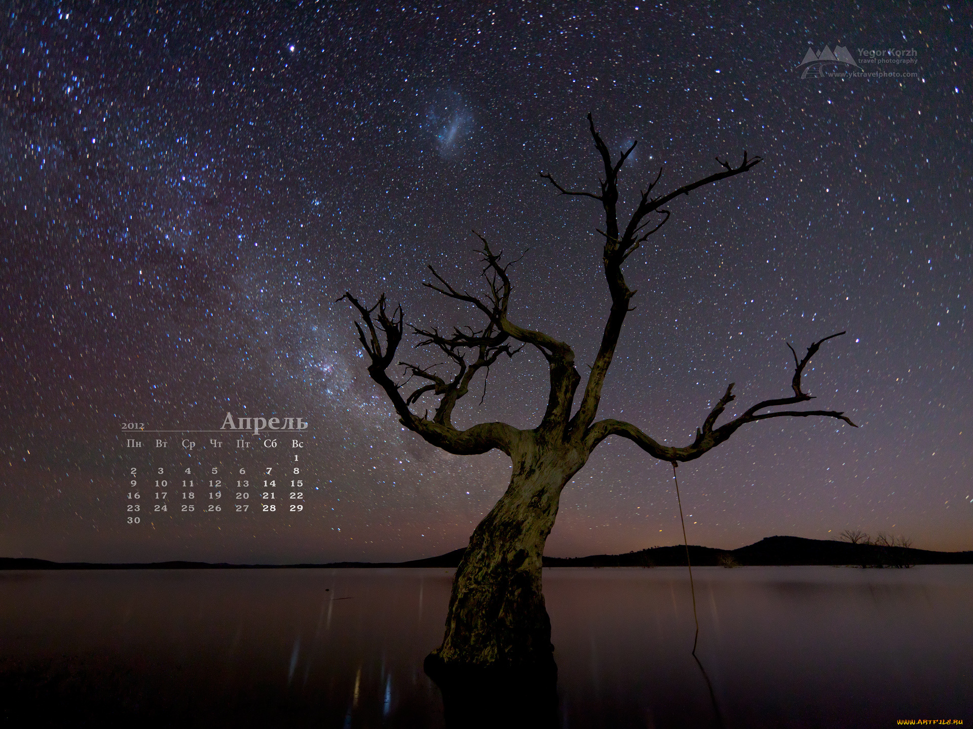 календари, природа, дерево