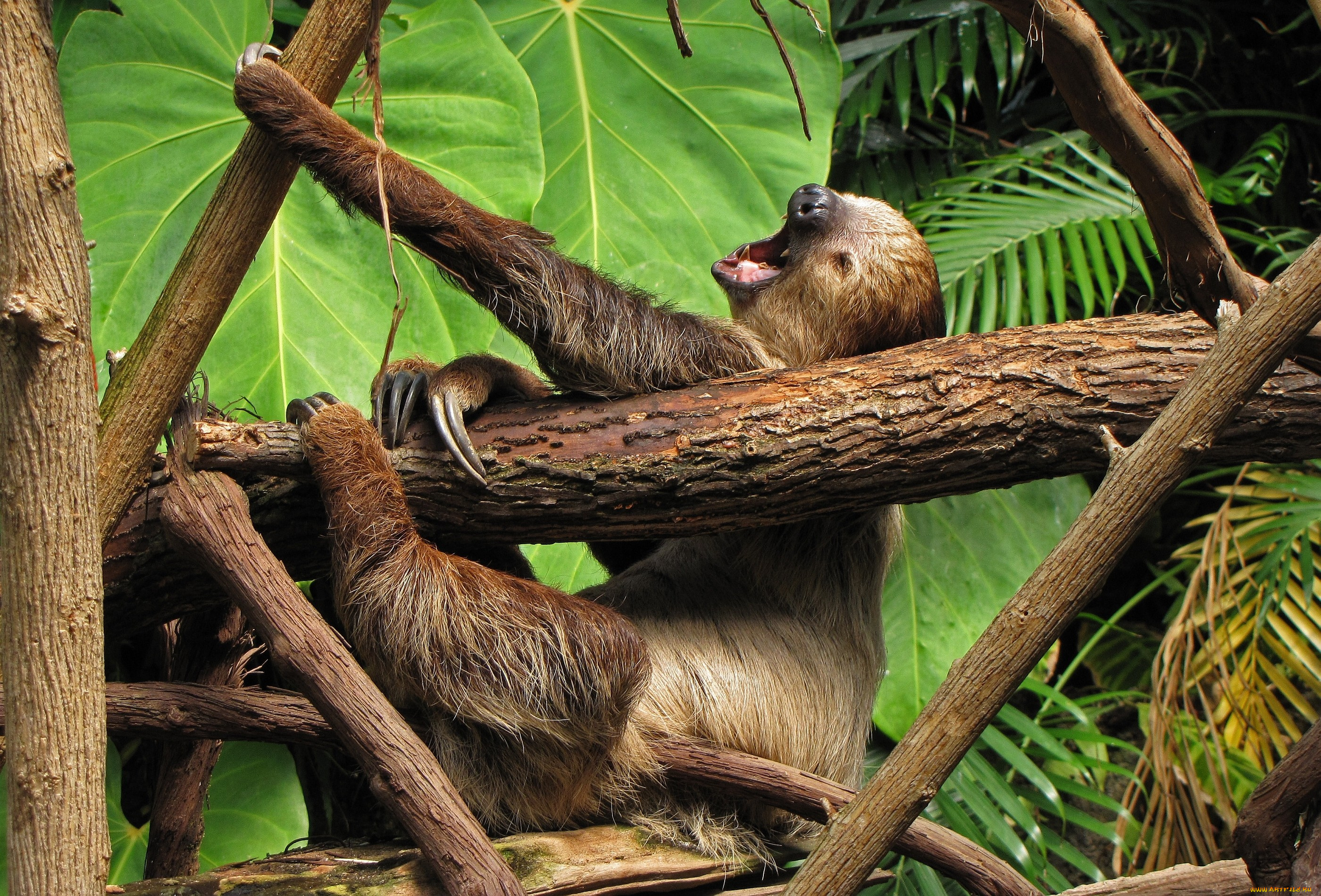 животные, ленивцы, ветки, лапы