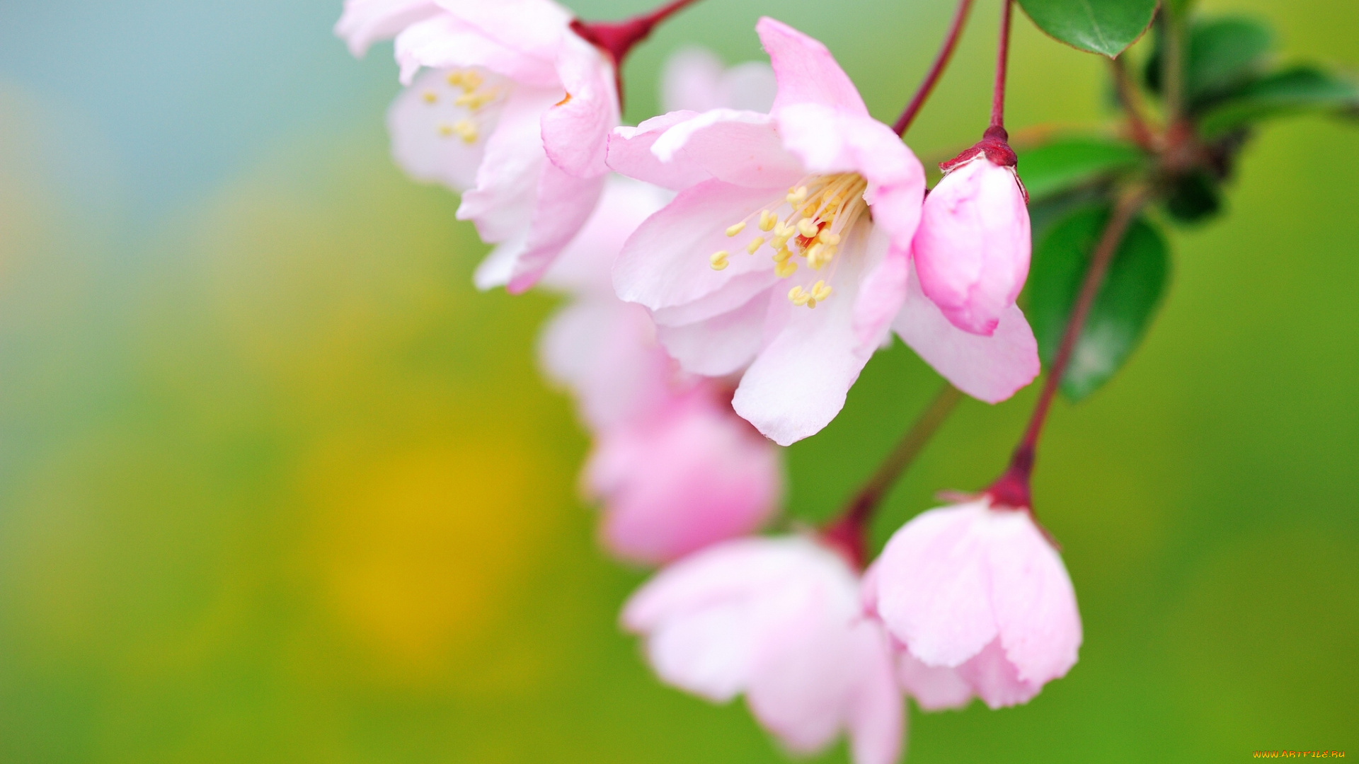 цветы, цветущие, деревья, кустарники, цветение, макро, бутончик