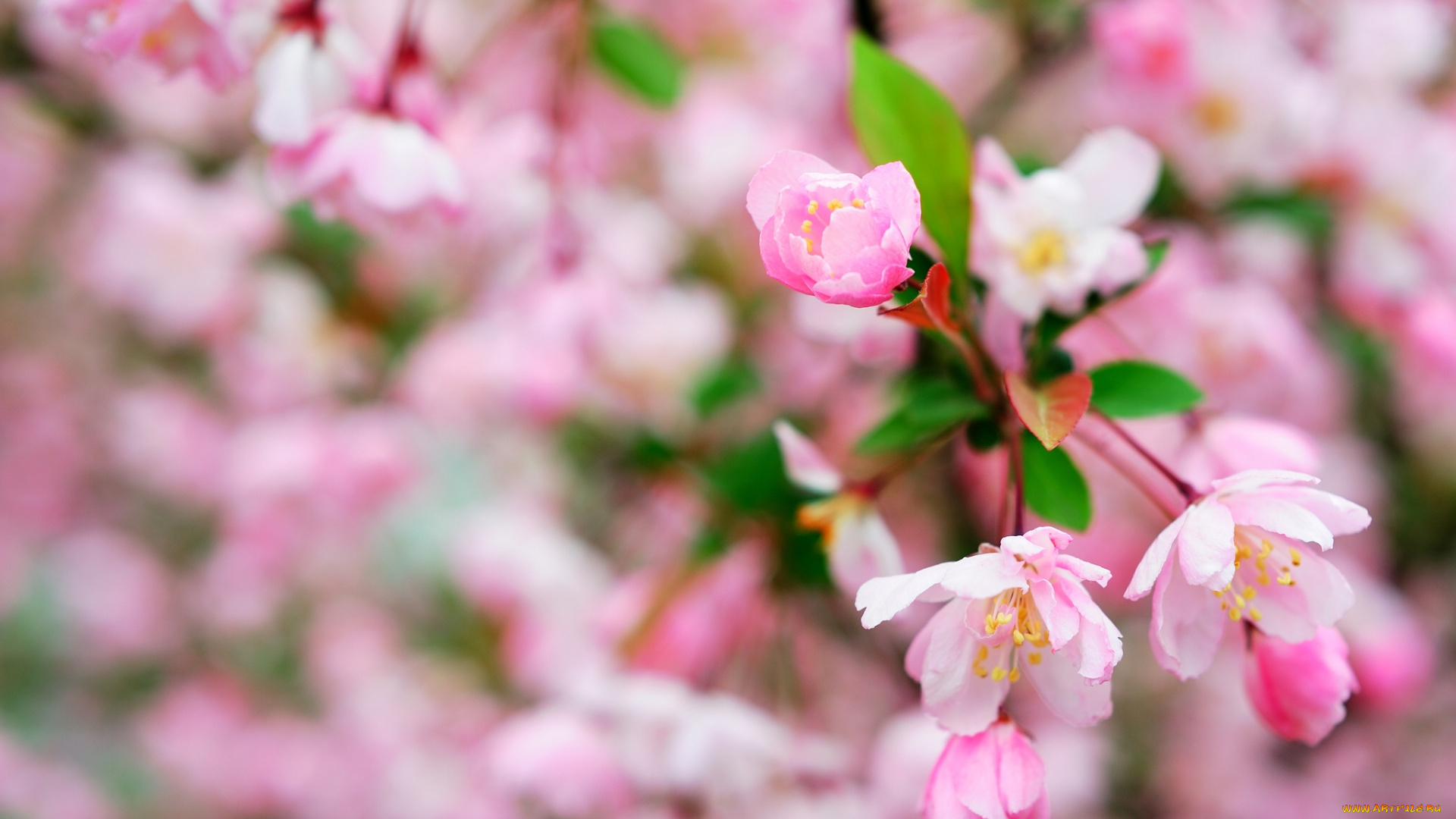 цветы, цветущие, деревья, кустарники, цветение, макро