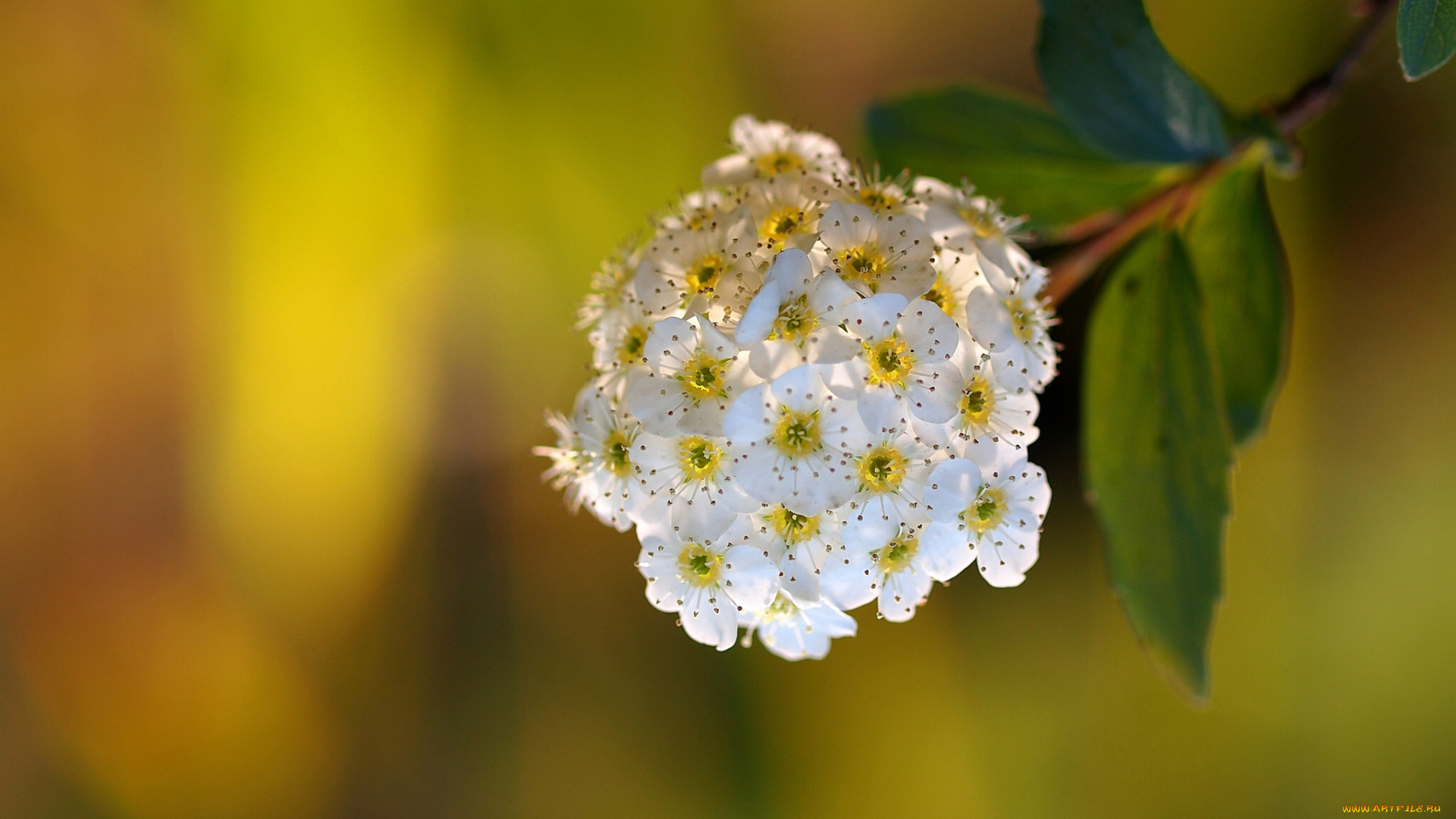 цветы, цветущие, деревья, кустарники, соцветие, цветение, макро, ветка