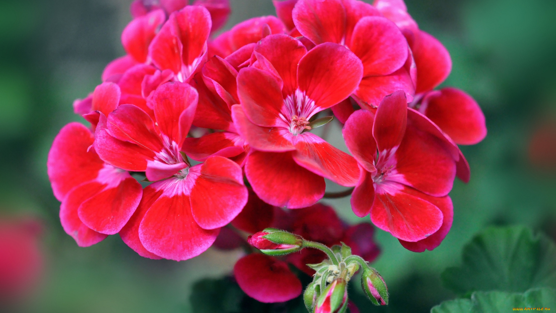 цветы, герань, соцветие, алый
