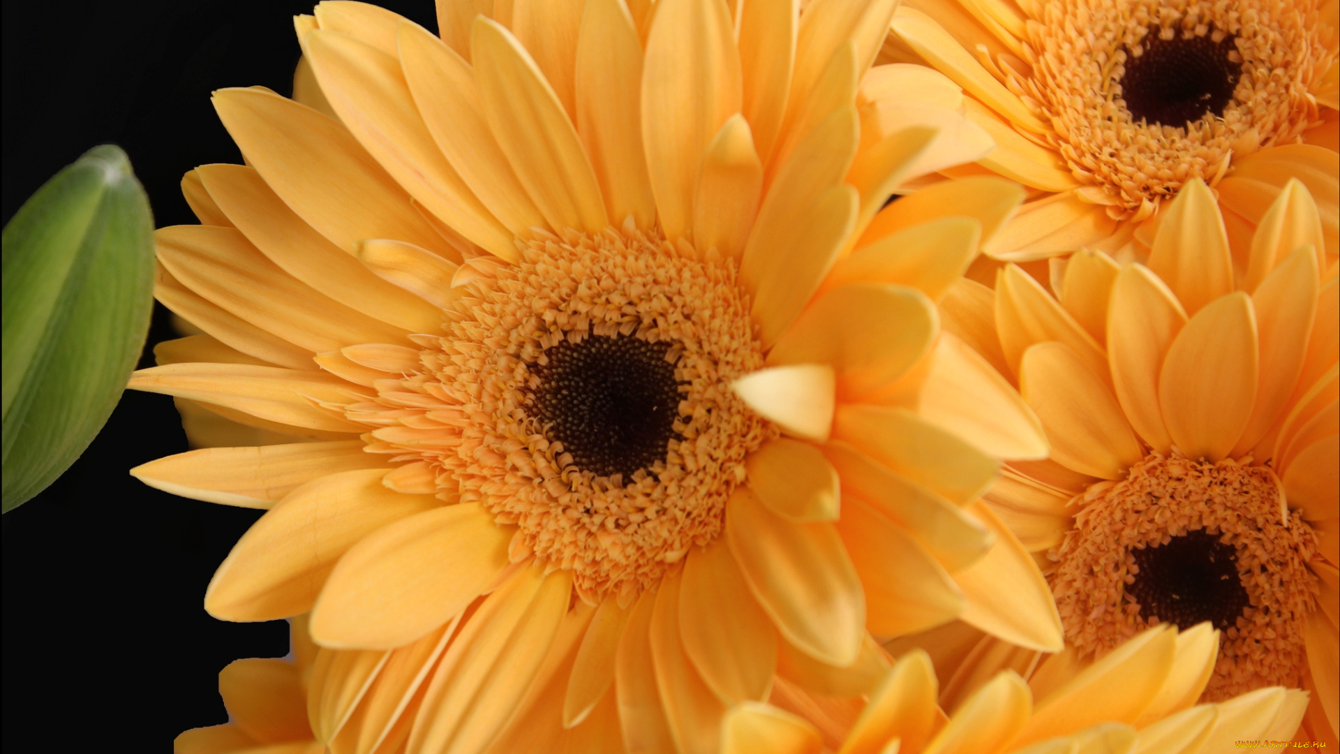 цветы, герберы, желтый