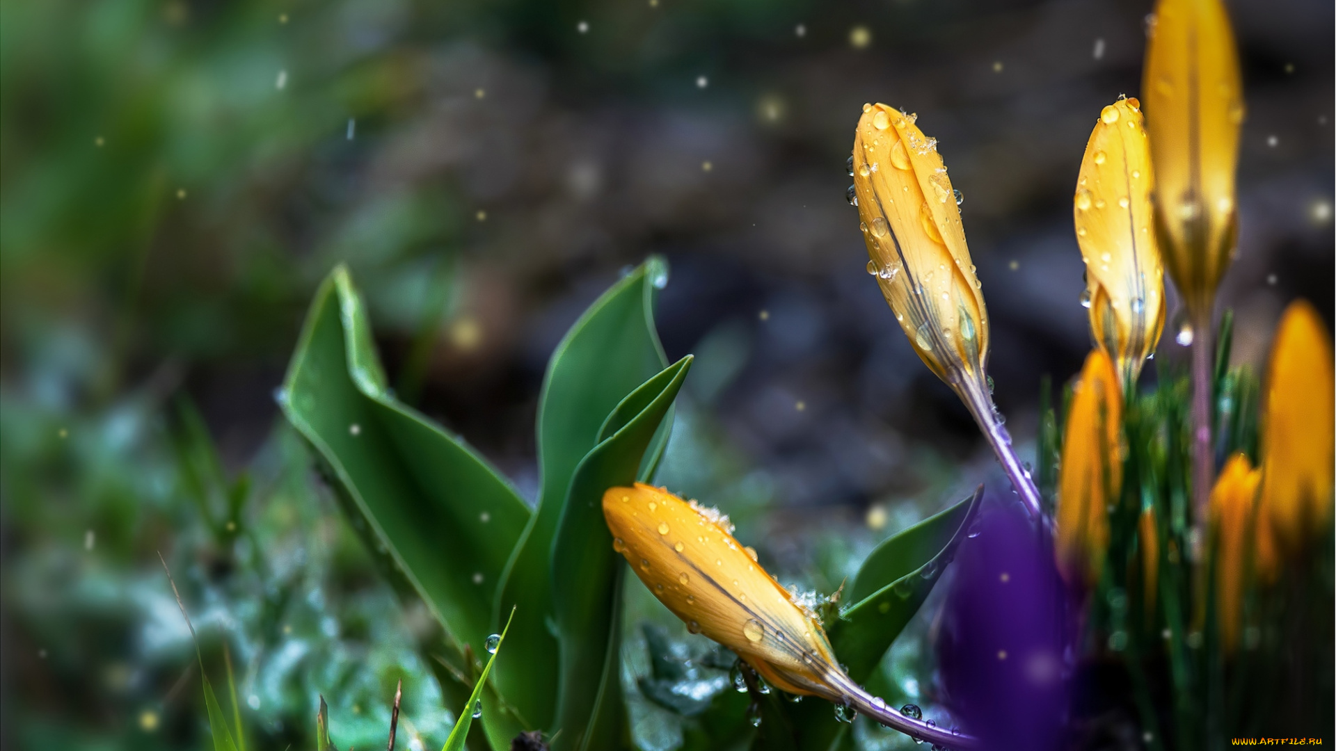 цветы, крокусы, капли, желтый, бутоны