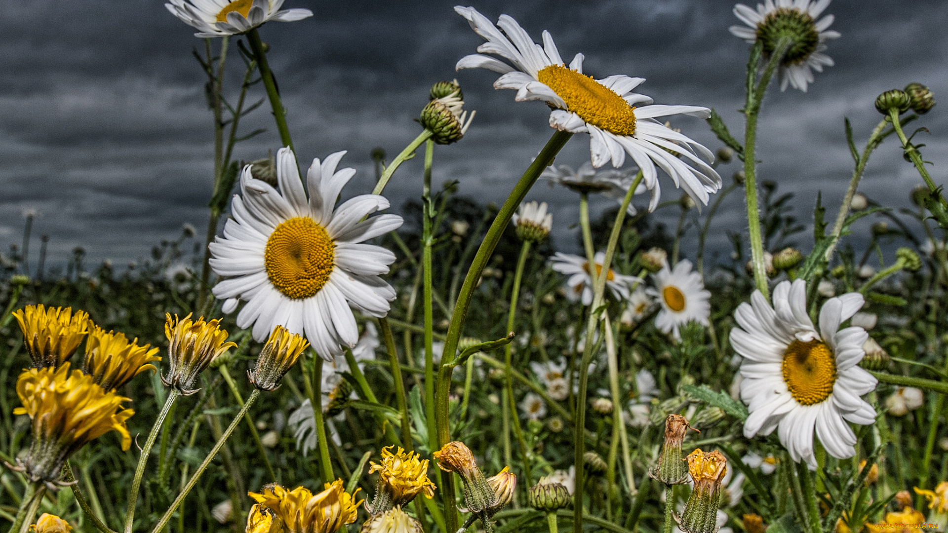 цветы, луговые, полевые, ромашки, одуванчики, поле