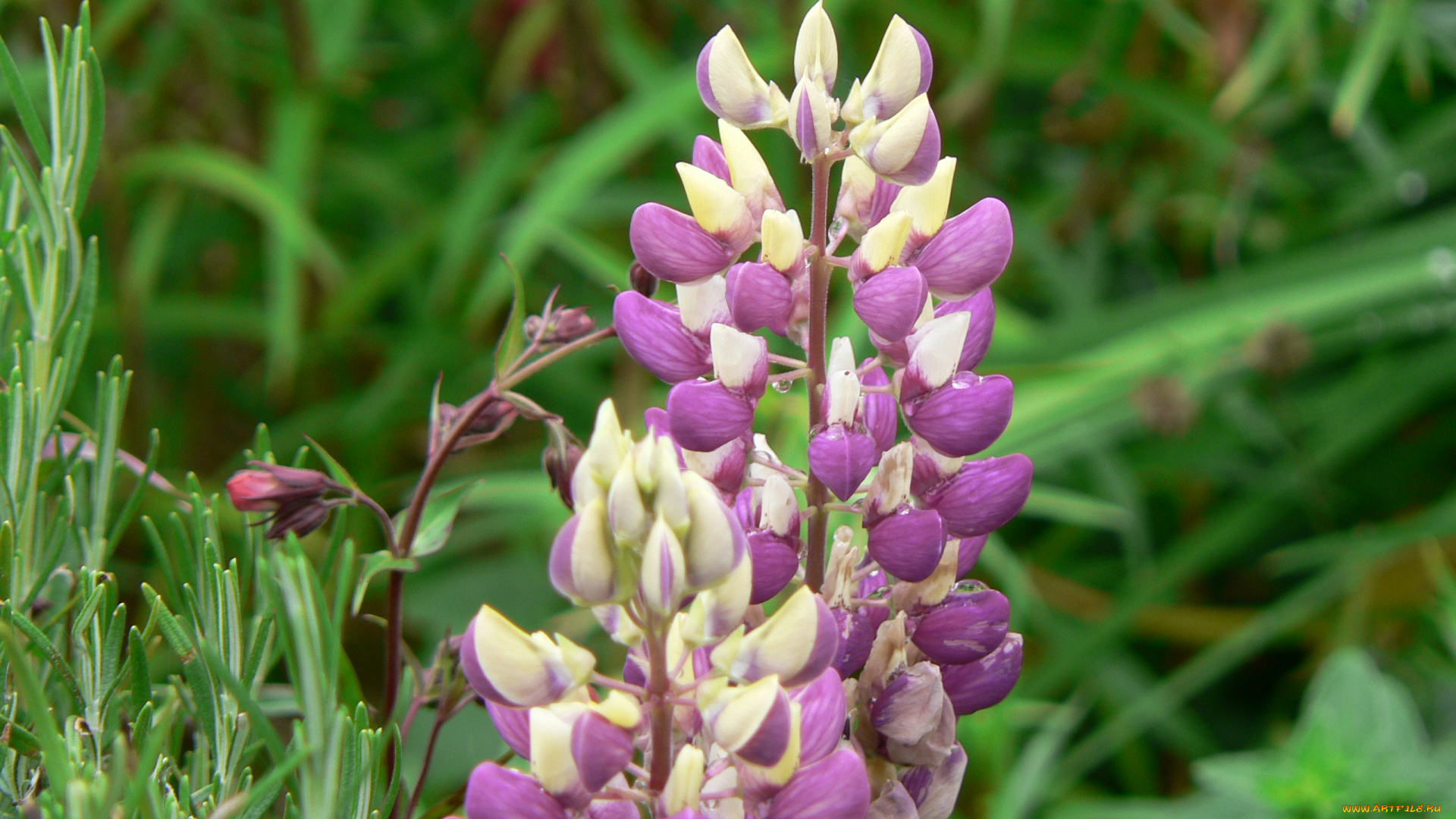 цветы, люпин, лепестки