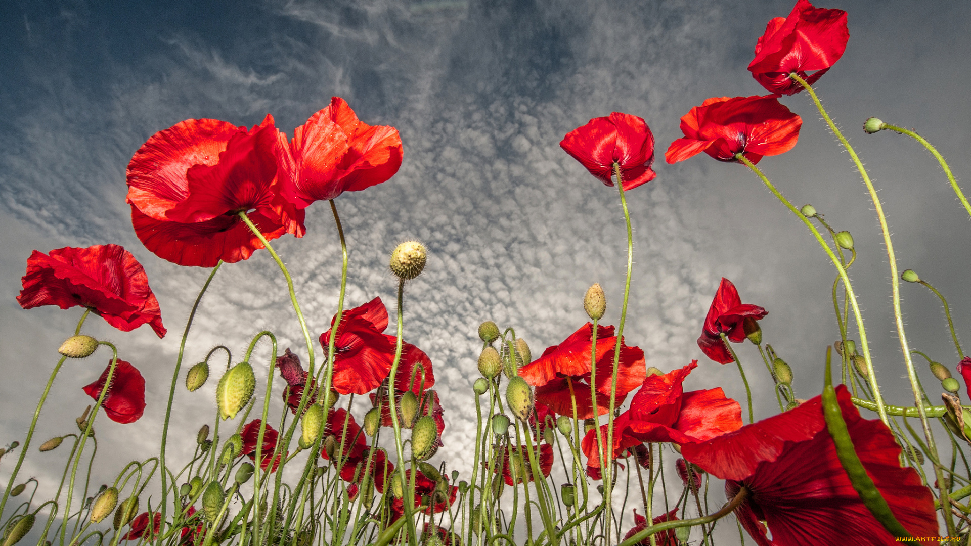 цветы, маки, красные, небо, облака, поле