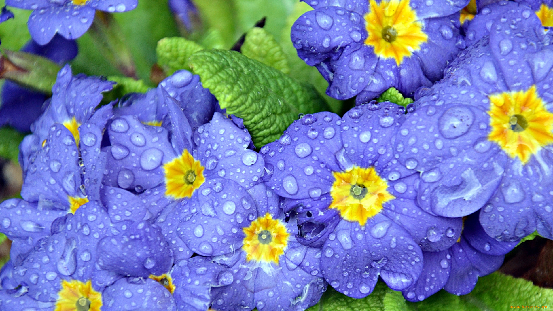 цветы, примулы, капли, сиреневый