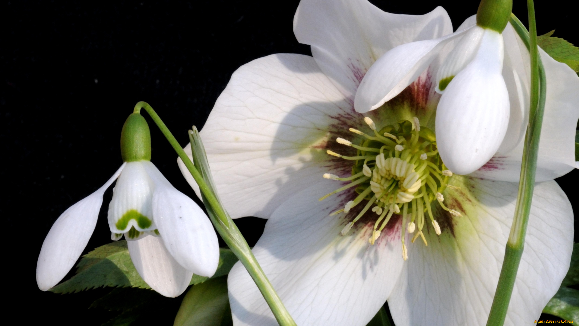 цветы, разные, вместе, подснежники, морозник, геллеборус