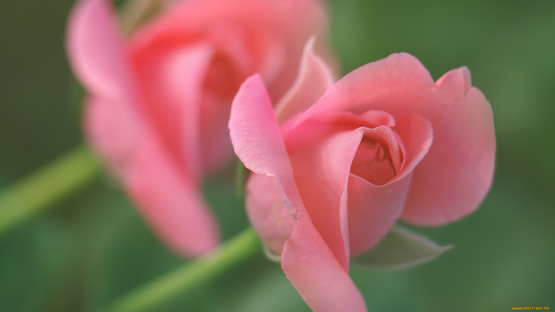 цветы, розы, бутон, лепестки, нежность