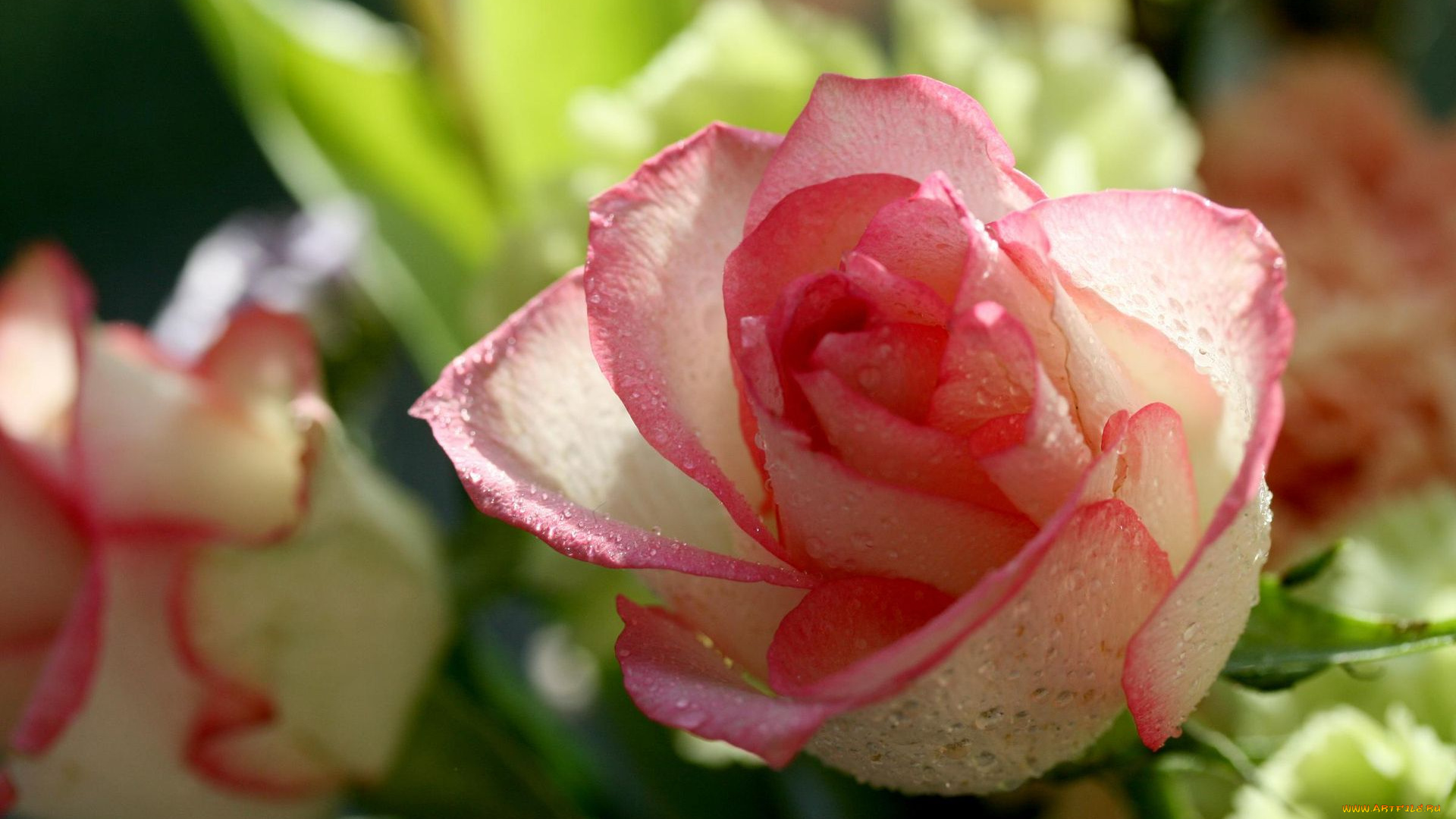 цветы, розы, капли, бело-розовый