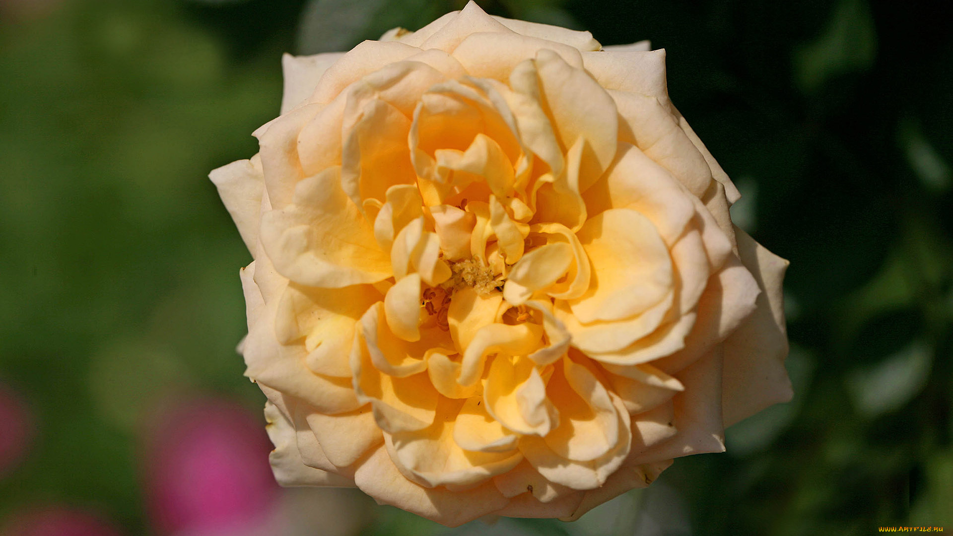 цветы, розы, роза