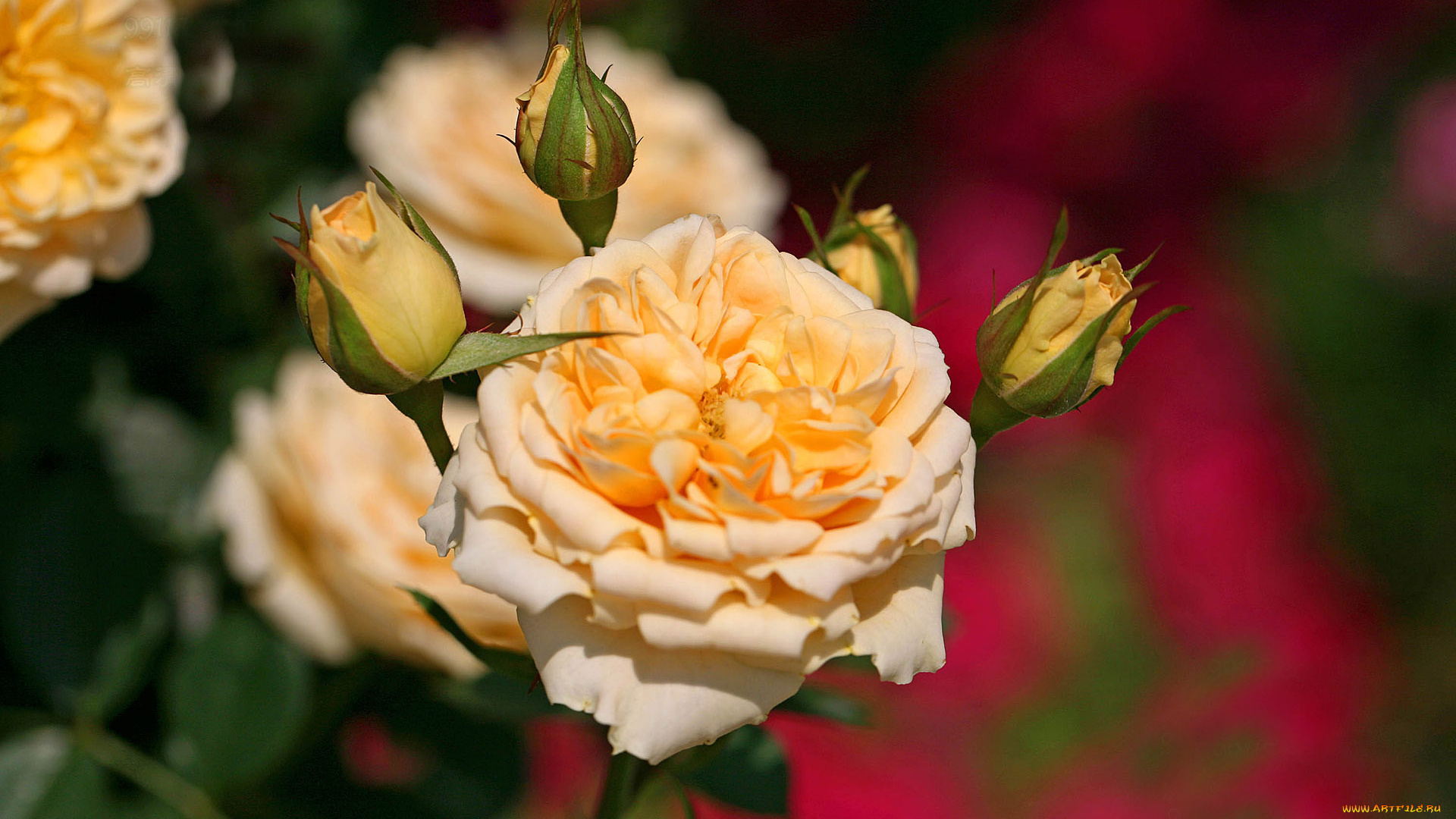 цветы, розы, роза